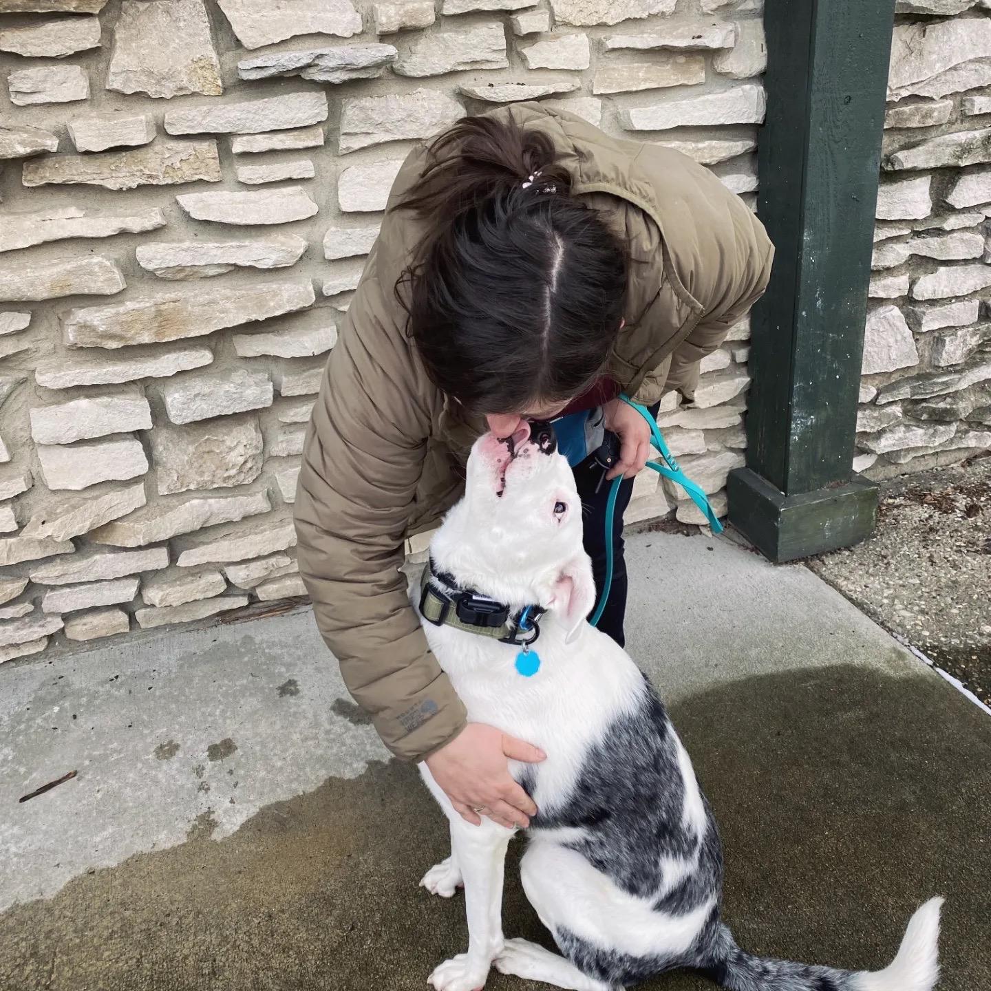 SHUGGIE - JJ (Indianapolis Indiana, a Adoptable mixed breed in Indianapolis, IN image 3/6