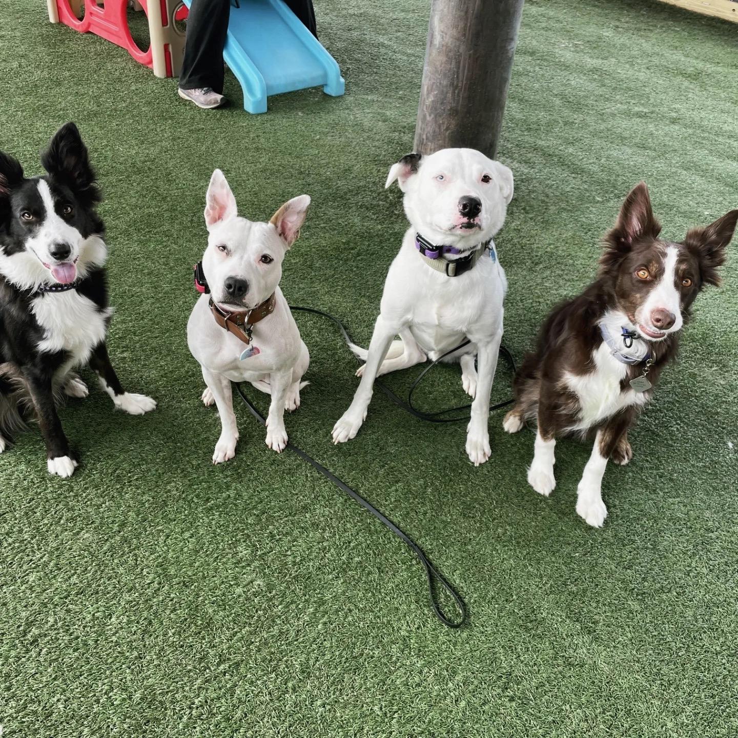 SHUGGIE - JJ (Indianapolis Indiana, a Adoptable mixed breed in Indianapolis, IN image 4/6