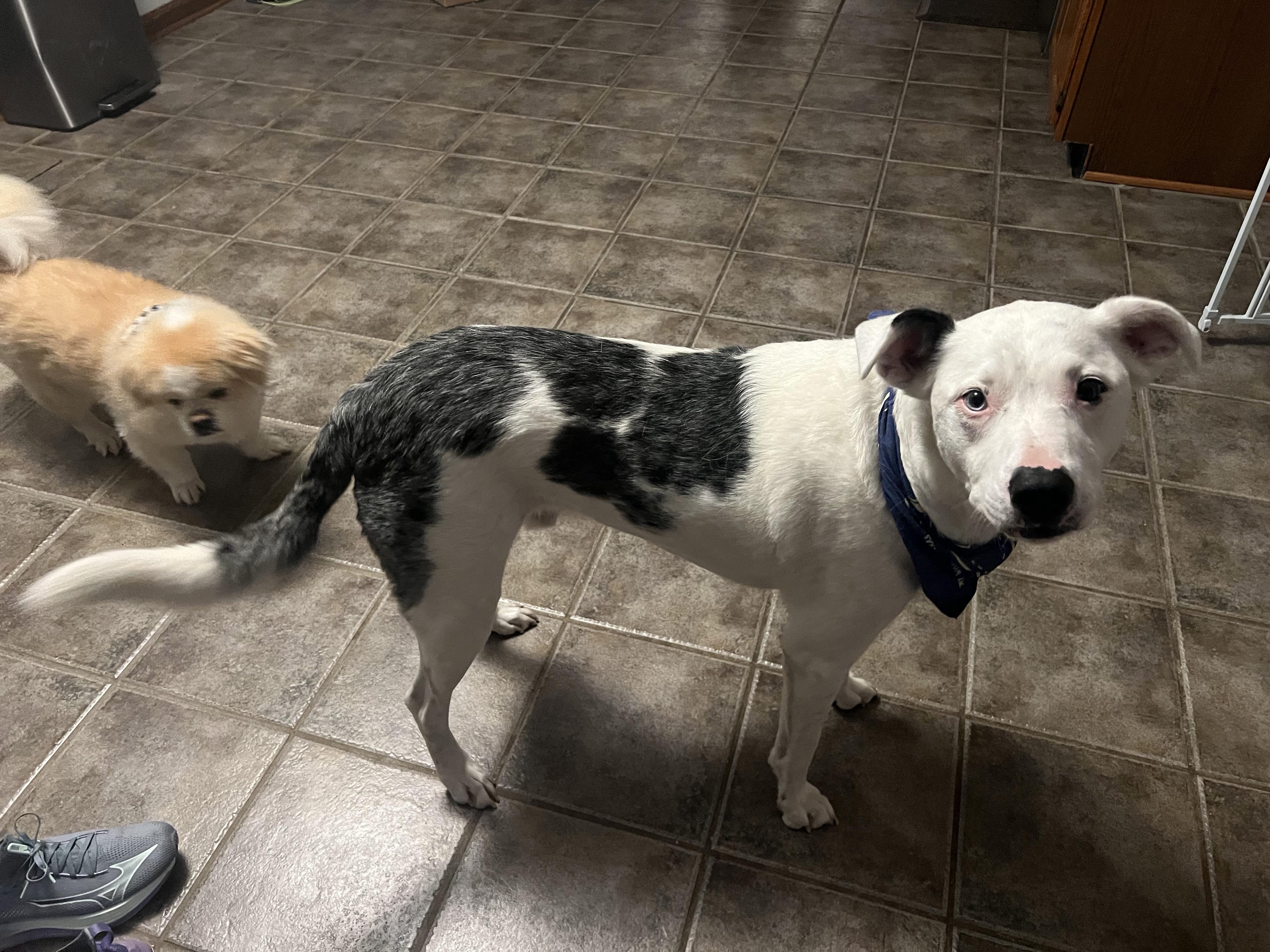 SHUGGIE - JJ (Indianapolis Indiana, a Adoptable mixed breed in Indianapolis, IN image 5/6