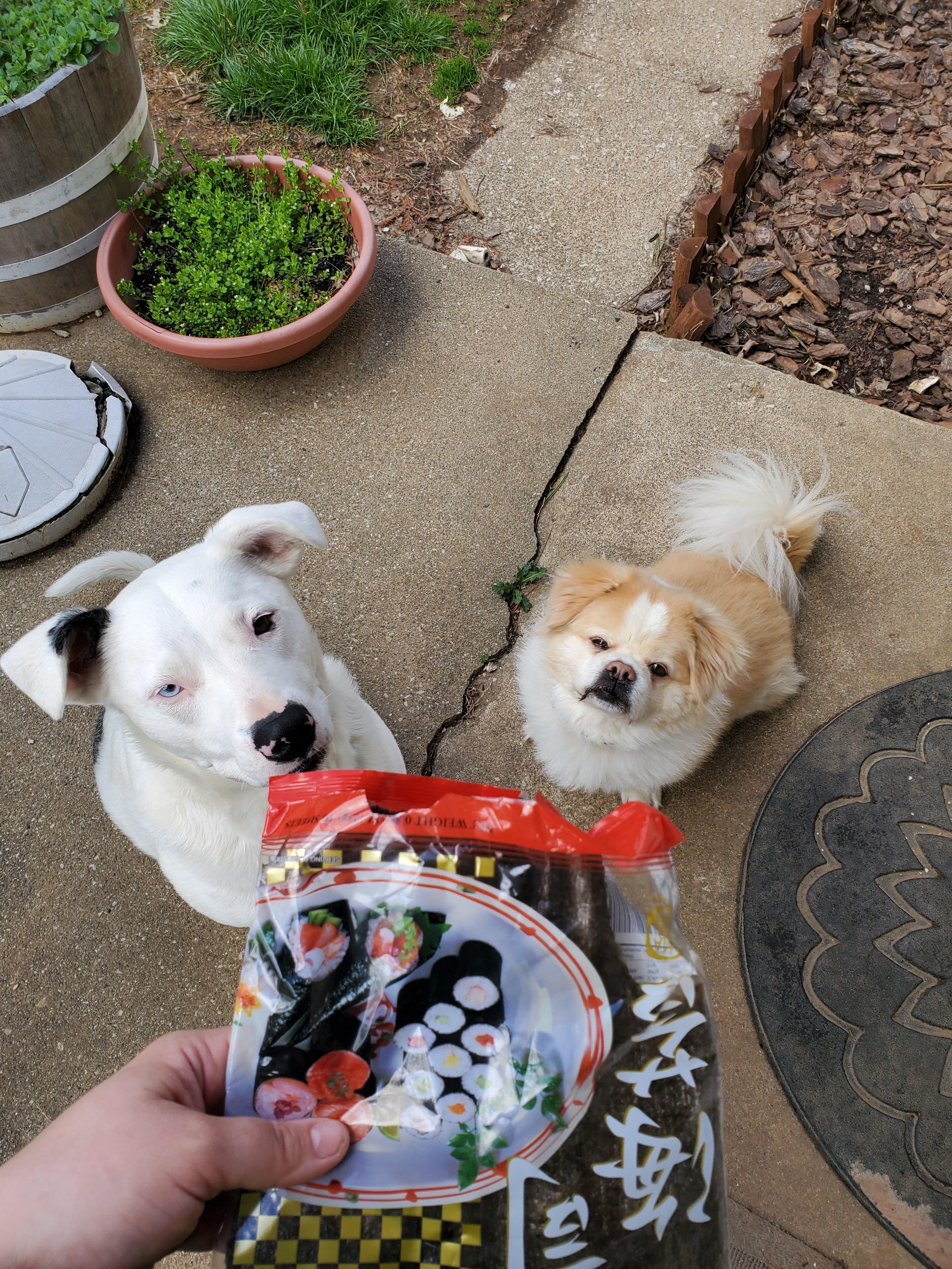 SHUGGIE - JJ (Indianapolis Indiana, a Adoptable mixed breed in Indianapolis, IN image 6/6