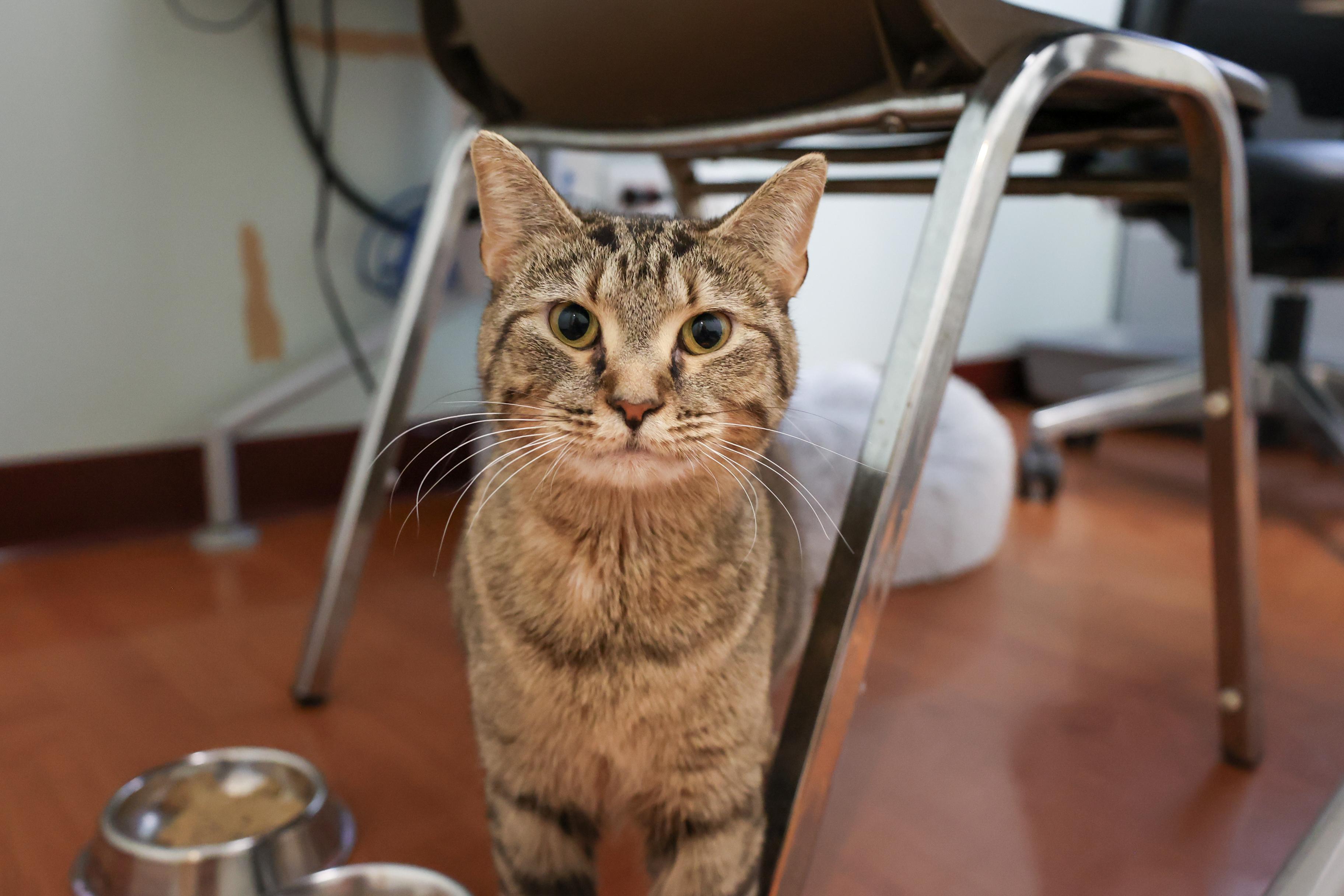 Dalia, ADOPTABLE, Adult Female Domestic Short Hair.