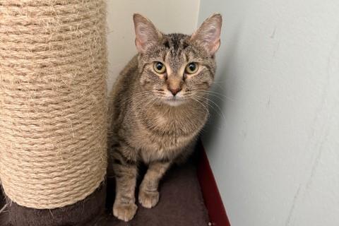 Enlarge Dalia, a ADOPTABLE Domestic Short Hair in Chicago, IL image 3/6