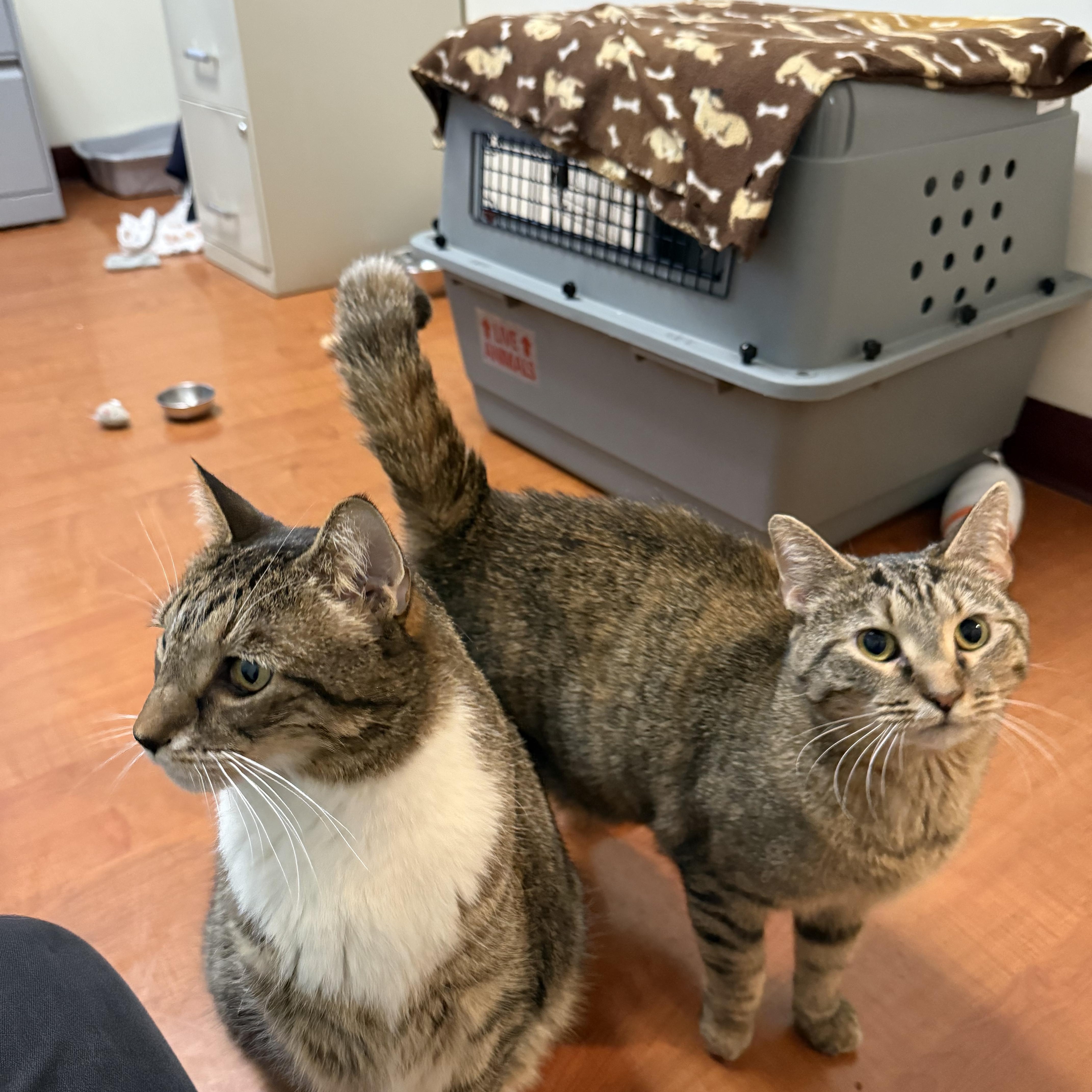 Enlarge Dalia, a ADOPTABLE Domestic Short Hair in Chicago, IL image 4/6