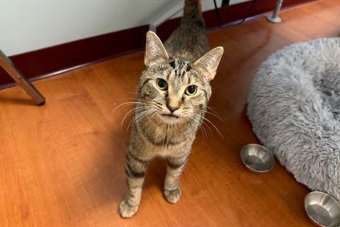 Enlarge Dalia, a ADOPTABLE Domestic Short Hair in Chicago, IL image 6/6