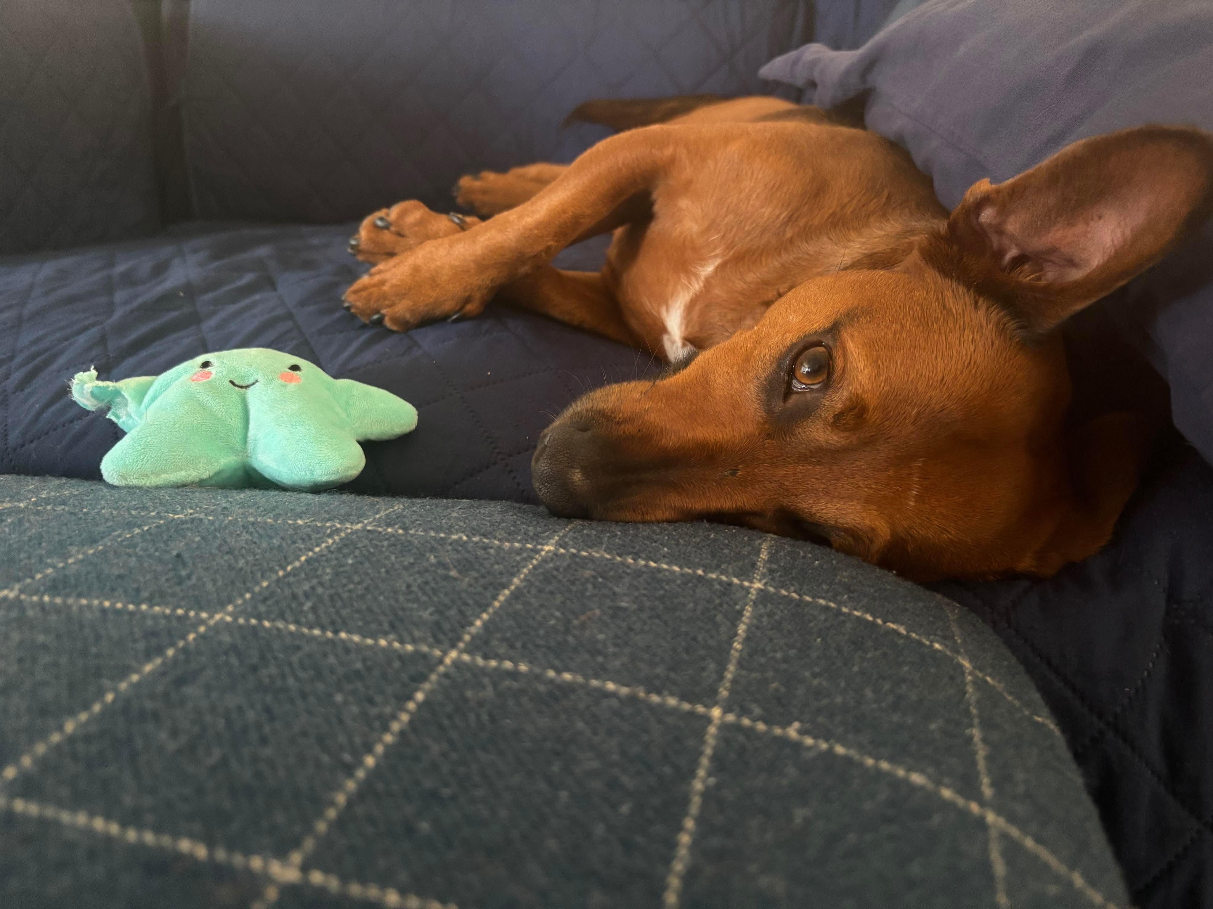 Dorito, a Adoptable mixed breed in Burbank, CA image 4/5