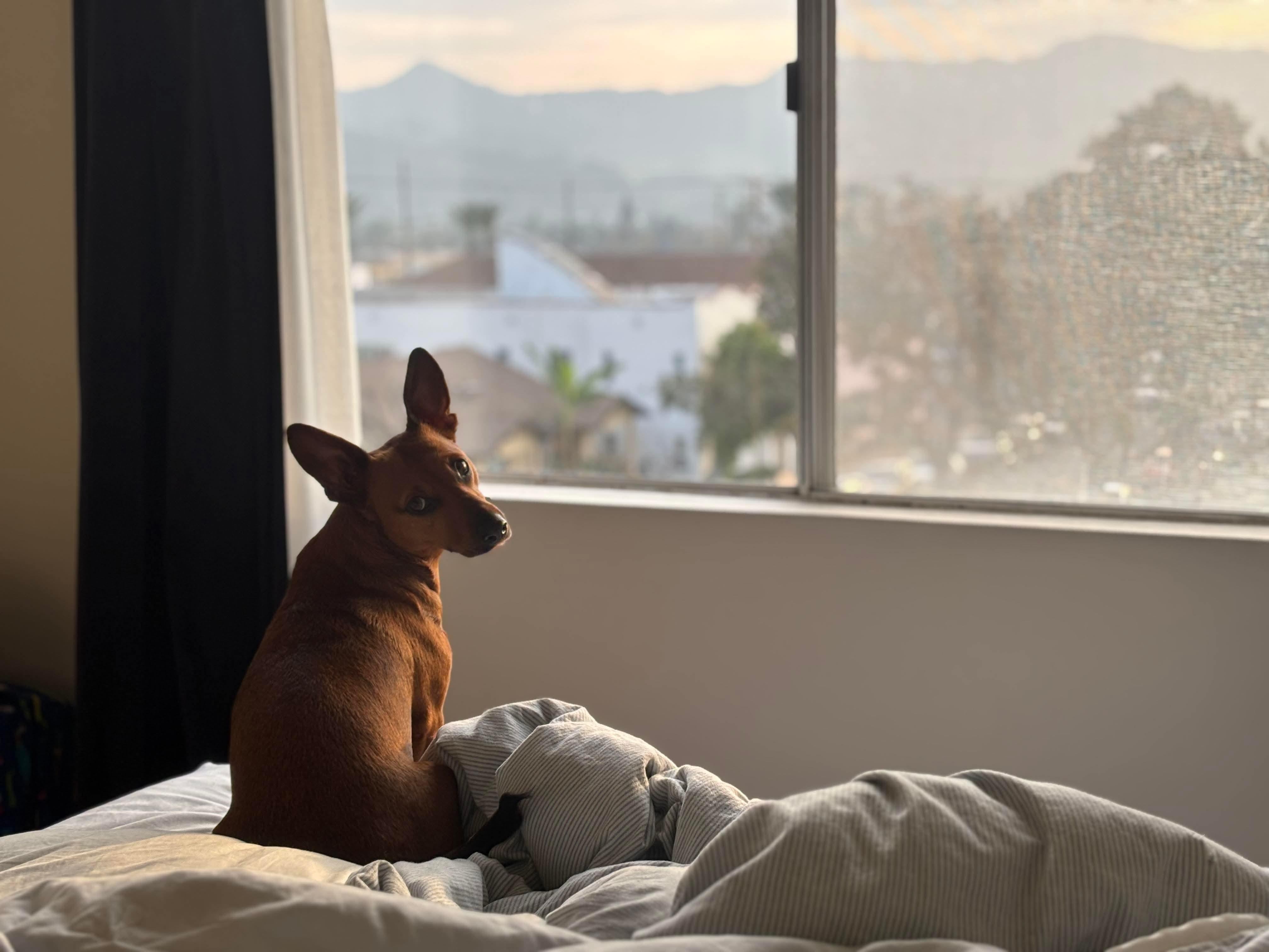 Dorito, a Adoptable mixed breed in Burbank, CA image 3/5