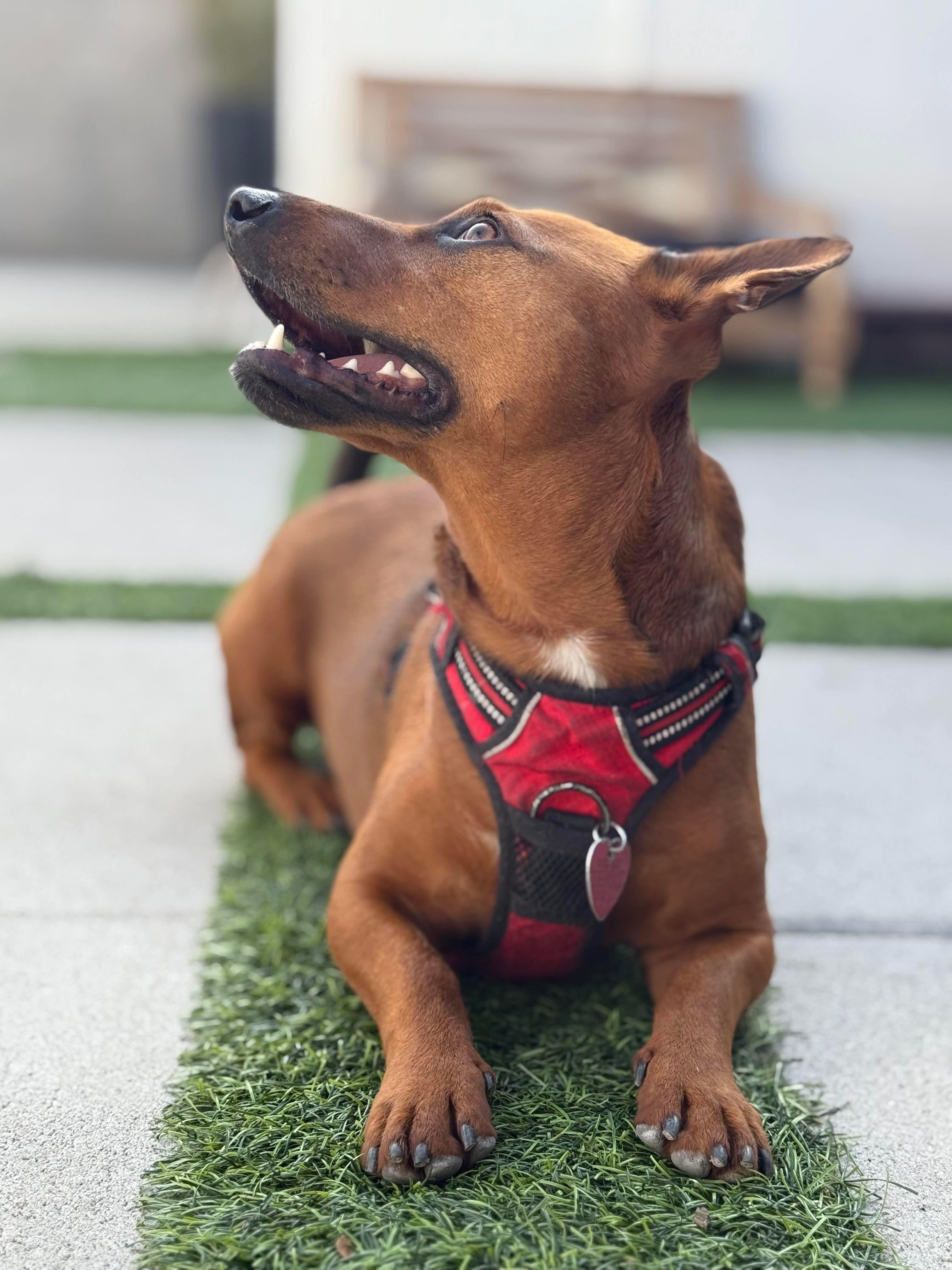 Dorito, a Adoptable mixed breed in Burbank, CA image 1/5