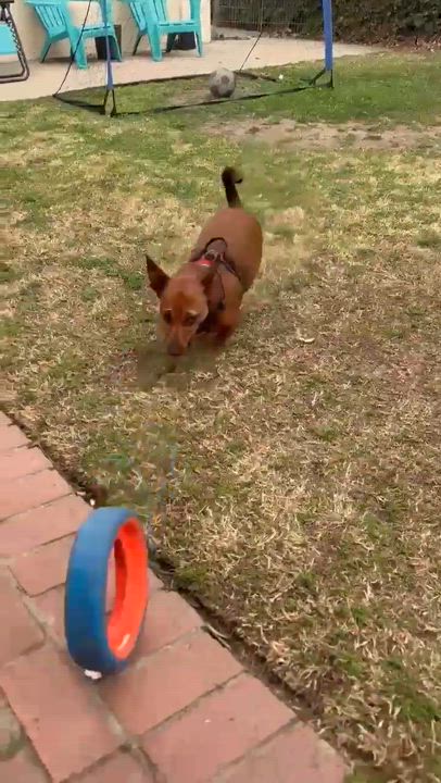 Enlarge Dorito, a Adoptable mixed breed in Burbank, CA video 2/5