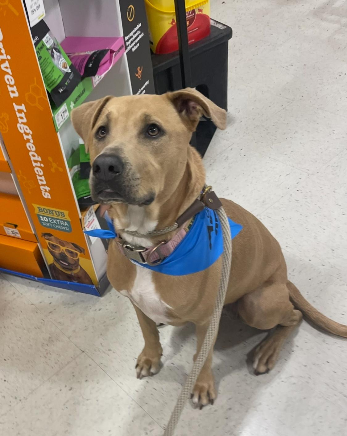 Layla, an adoptable Hound in Mobile, AL, 36685 | Photo Image 4