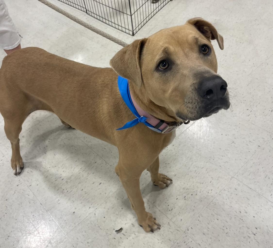 Layla, an adoptable Hound in Mobile, AL, 36685 | Photo Image 3