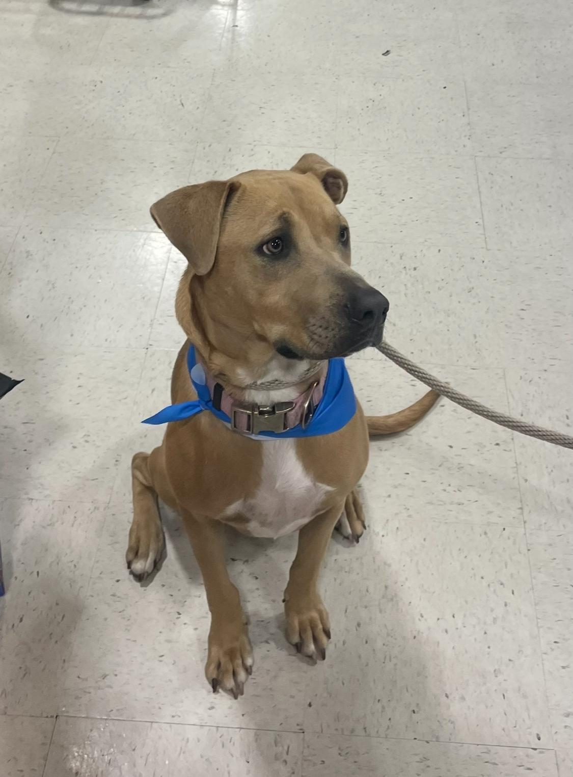 Layla, an adoptable Hound in Mobile, AL, 36685 | Photo Image 1