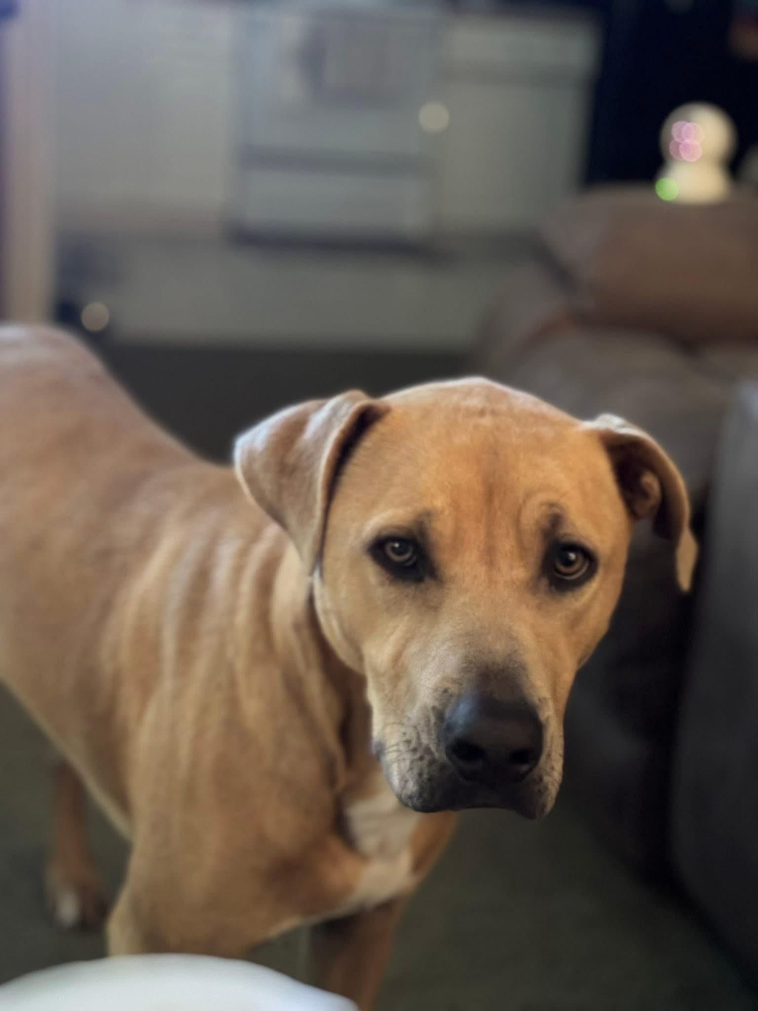Layla, an adoptable Hound in Mobile, AL, 36685 | Photo Image 2
