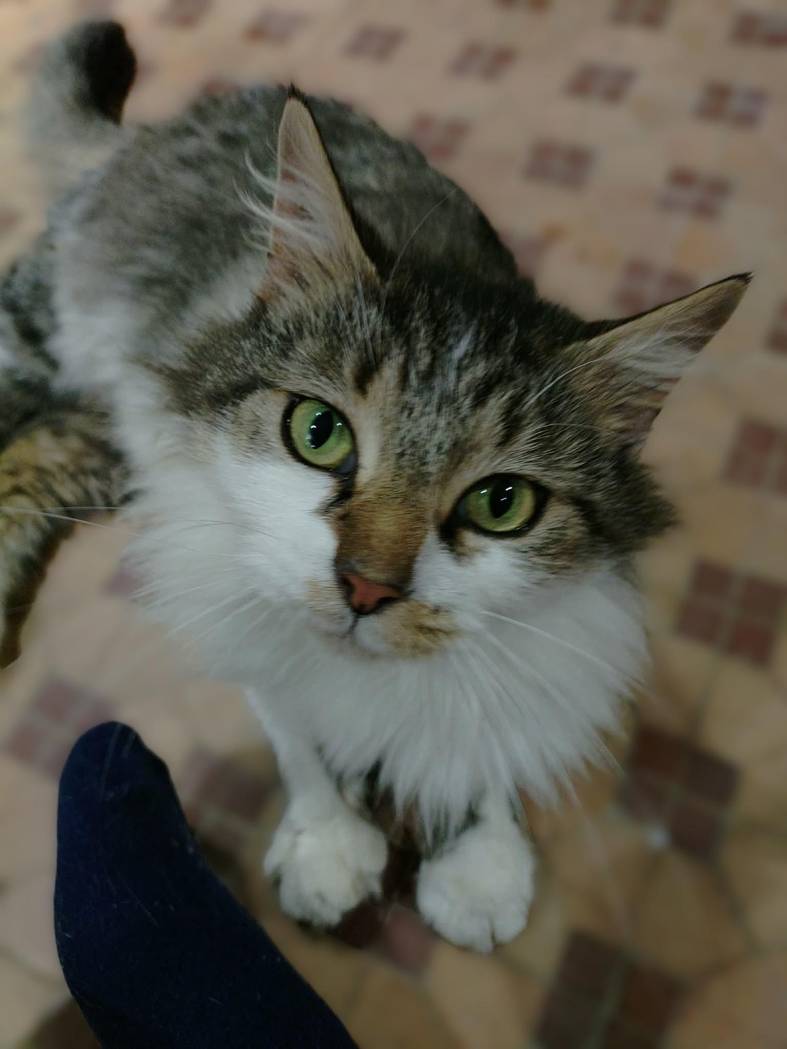 Taffy, adopted, Young Female Domestic Medium Hair & Tabby.