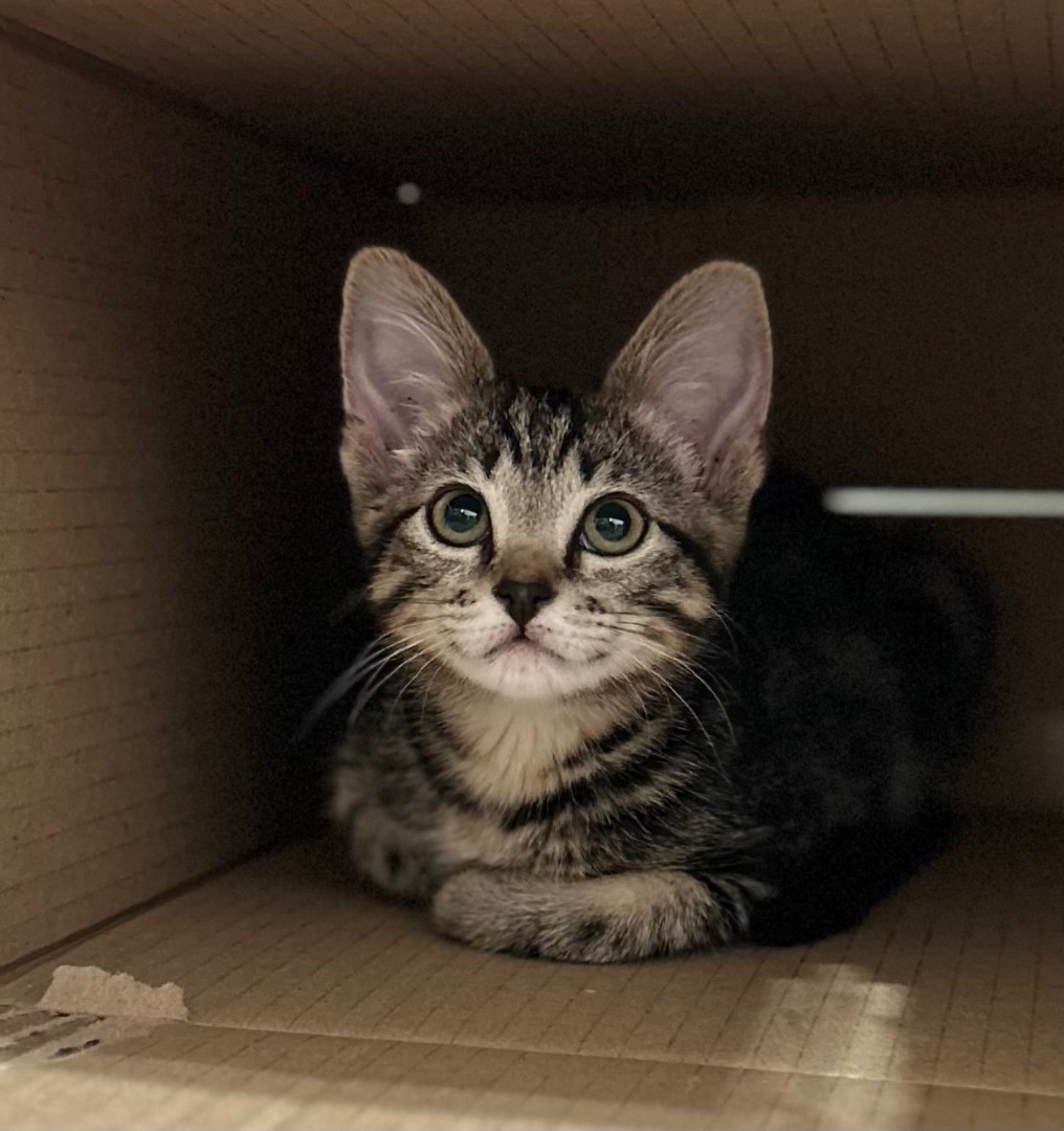 Enlarge Hermione , a Adoptable Domestic Short Hair in Crockett, CA image 1/6