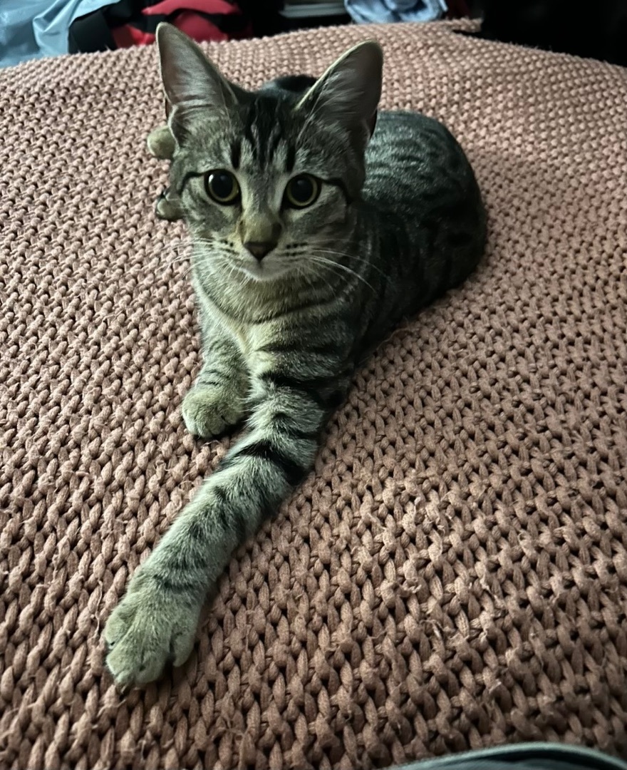 Enlarge Hermione , a Adoptable Domestic Short Hair in Crockett, CA image 2/6