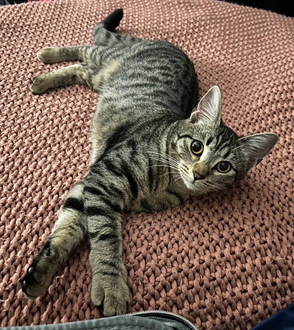 Enlarge Hermione , a Adoptable Domestic Short Hair in Crockett, CA image 3/6