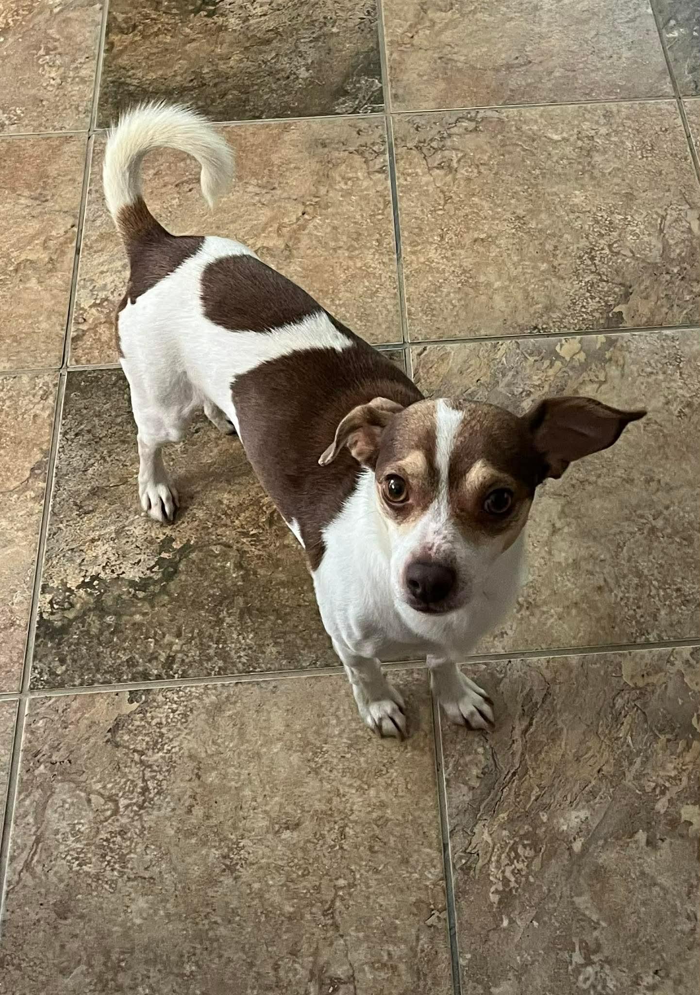 Mister, Adopted, Adult Male Chihuahua & Rat Terrier.