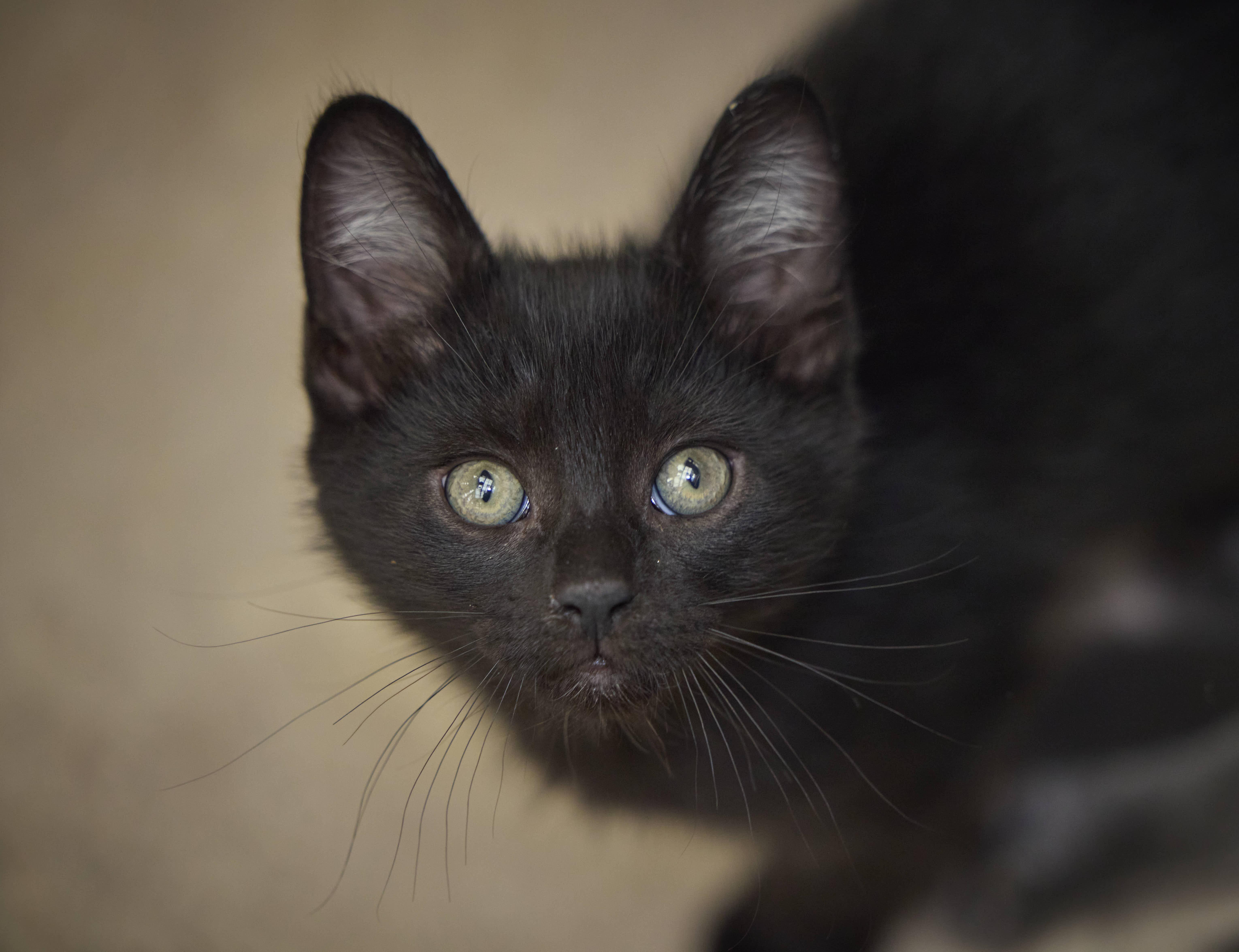 Enlarge Barnaby, a Adopted Domestic Short Hair in Santa Barbara, CA image 3/3