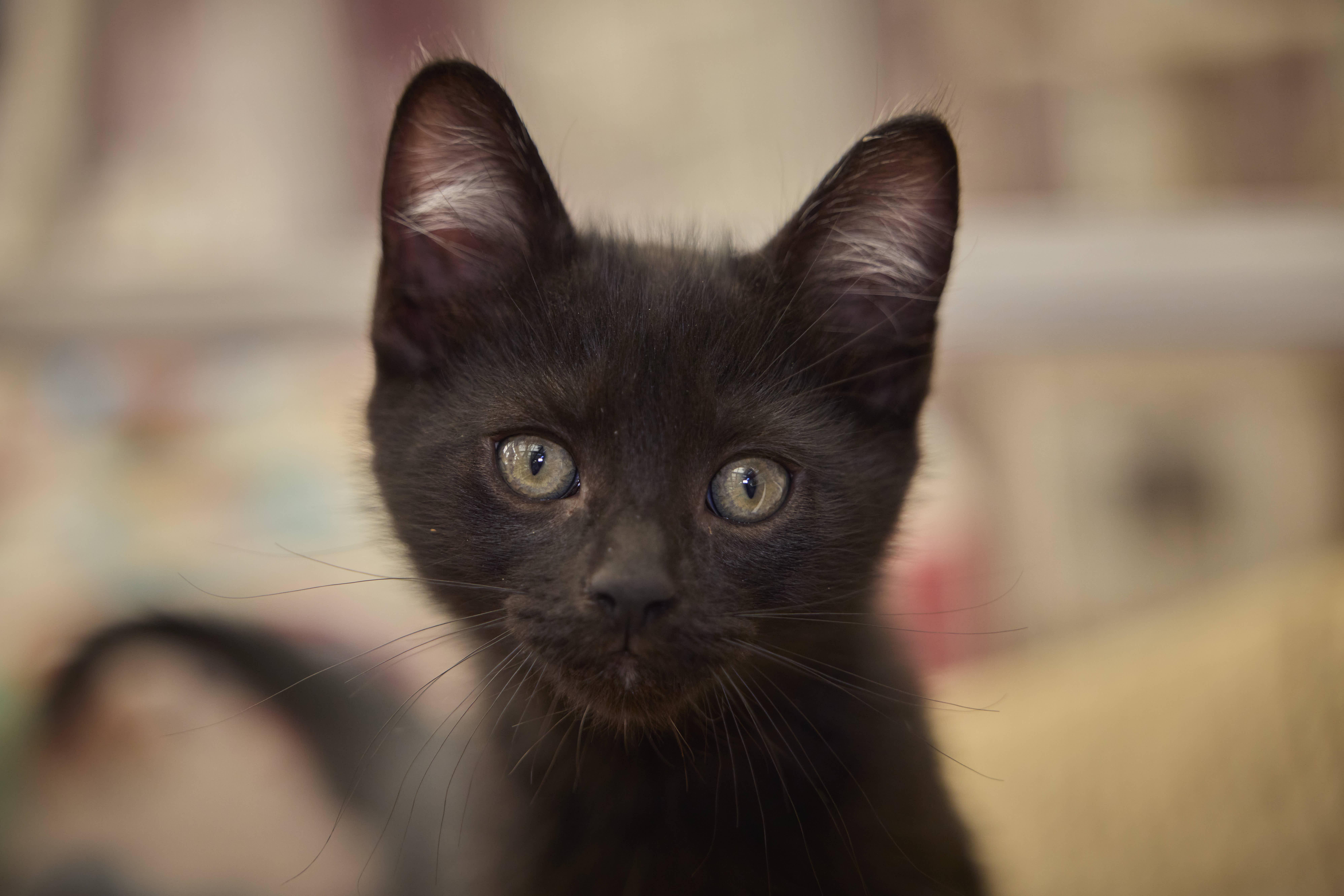 Enlarge Barnaby, a Adopted Domestic Short Hair in Santa Barbara, CA image 2/3