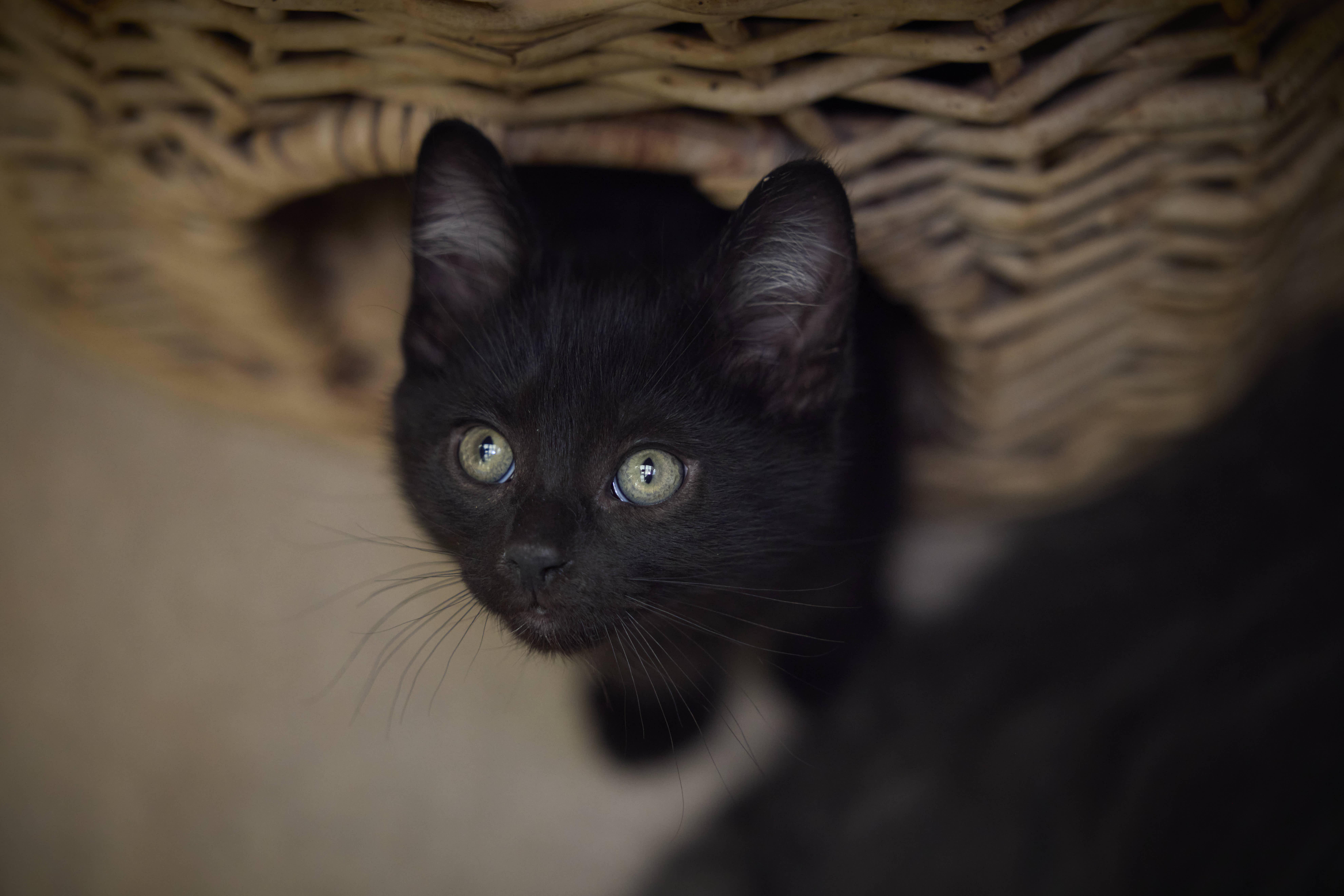 Enlarge Barnaby, a Adopted Domestic Short Hair in Santa Barbara, CA image 1/3