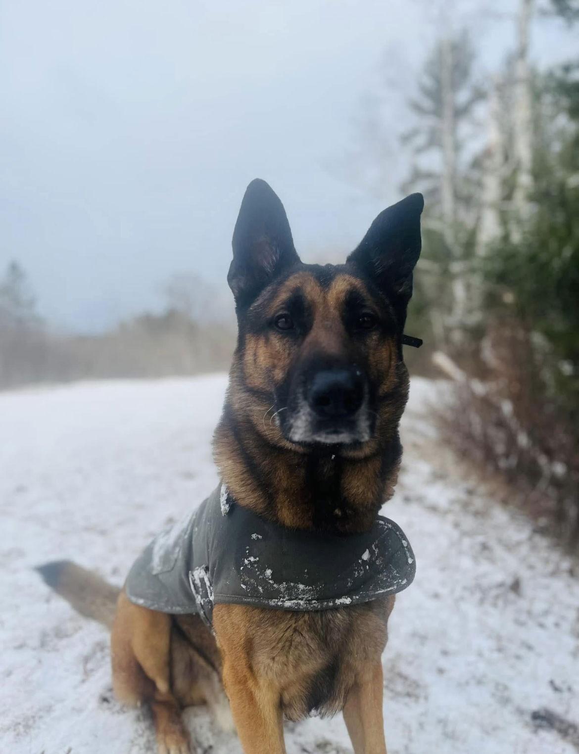 Achilles, Adoptable, Adult Male German Shepherd Dog & Belgian Shepherd / Malinois.