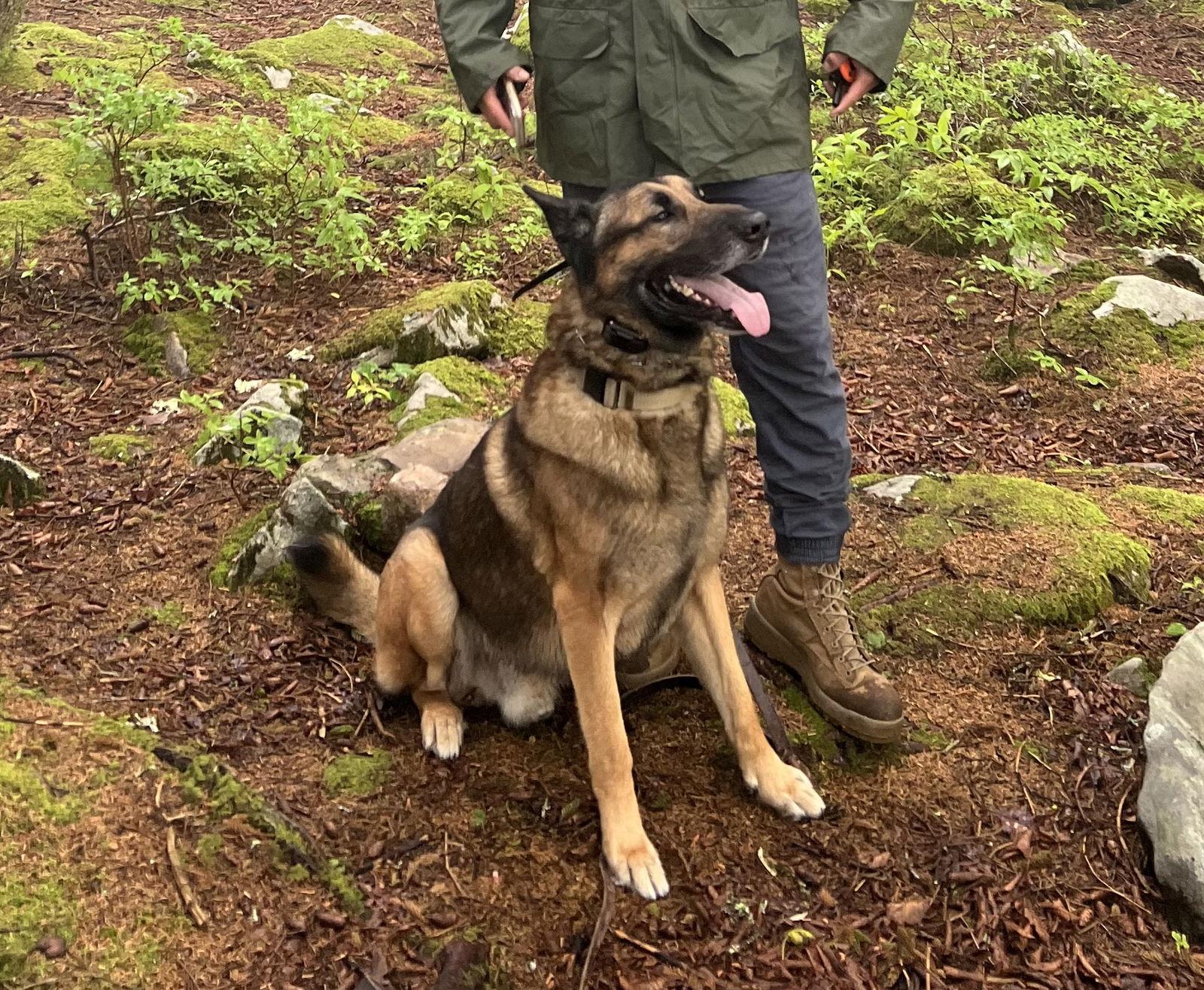 Enlarge Achilles, a Adoptable mixed breed in Fort Thomas, KY image 3/3