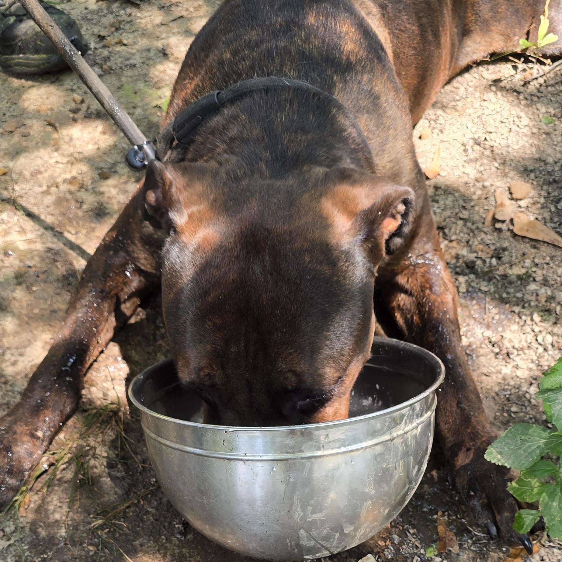 Enlarge Jerome, a Adopted Cane Corso in Arlington, TN image 4/5