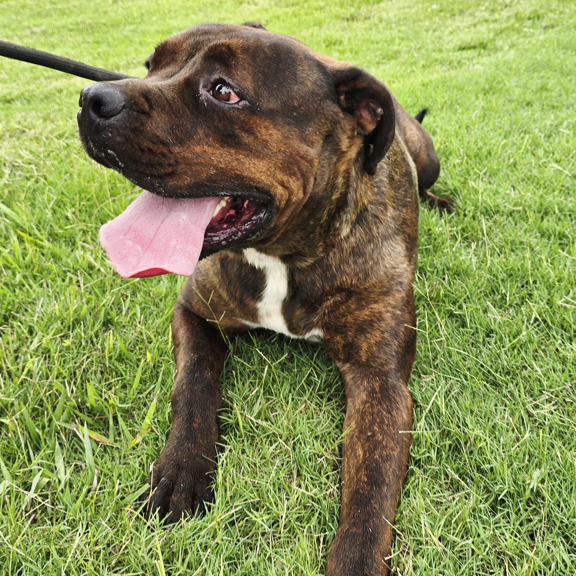 Jerome, Adopted, Young Male Cane Corso.
