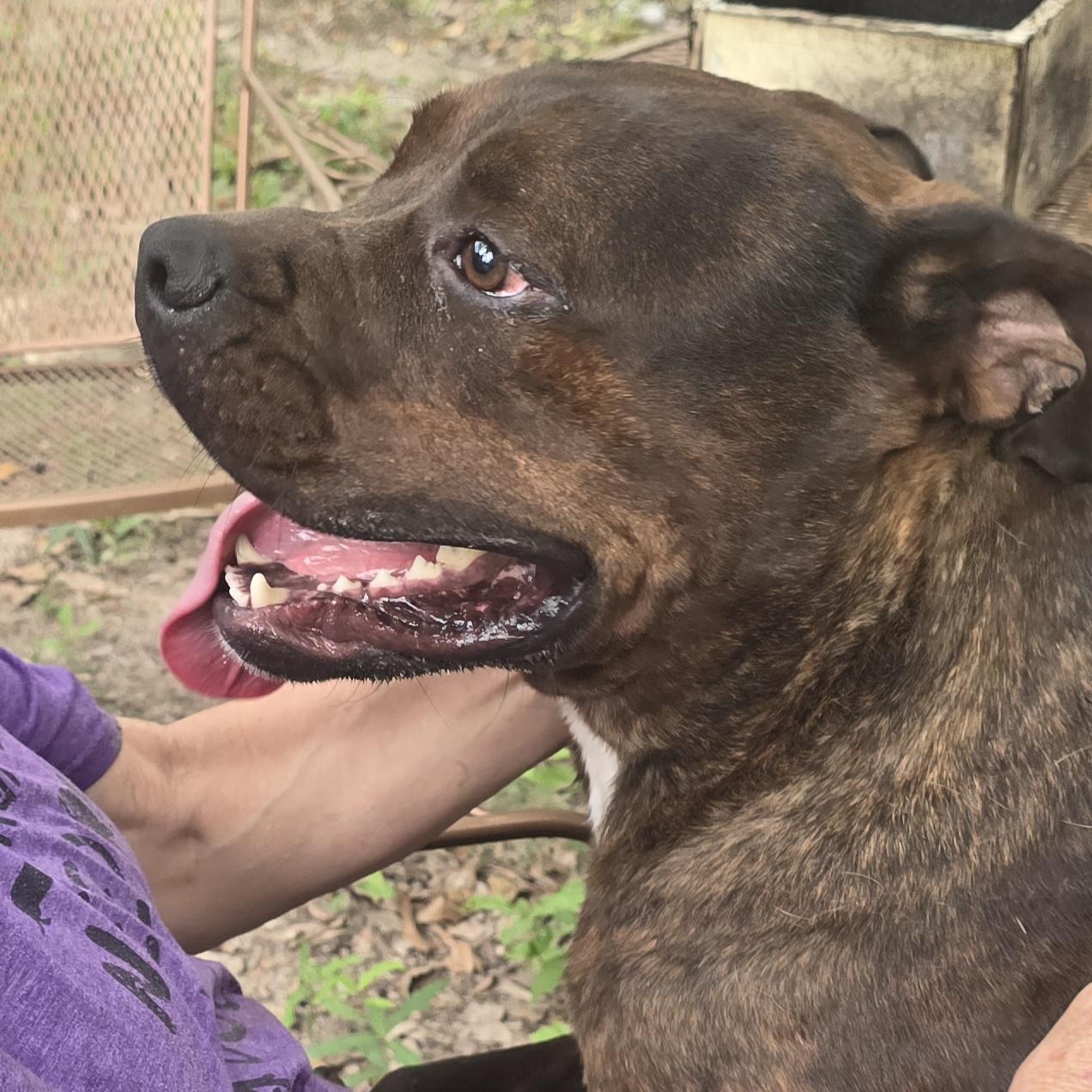 Enlarge Jerome, a Adopted Cane Corso in Arlington, TN image 5/5