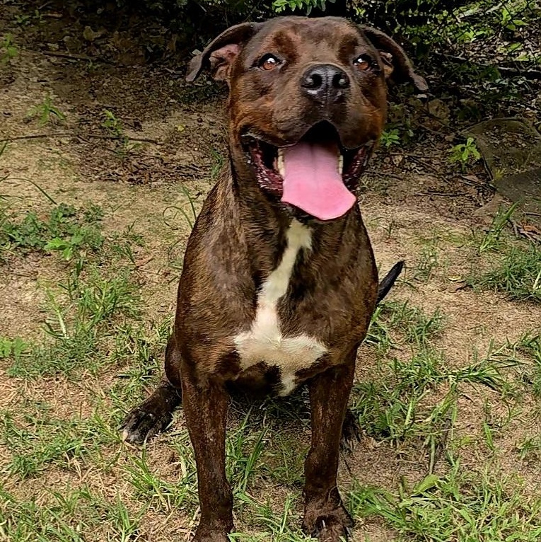 Enlarge Jerome, a Adopted Cane Corso in Arlington, TN image 3/5