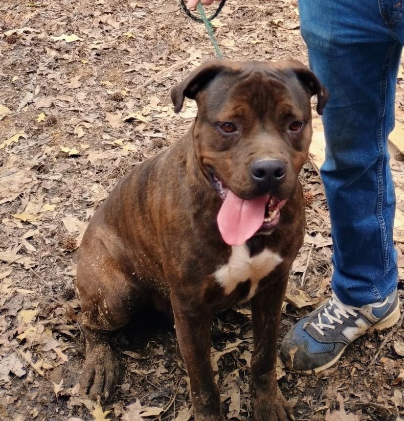 Enlarge Jerome, a Adopted Cane Corso in Arlington, TN image 2/5