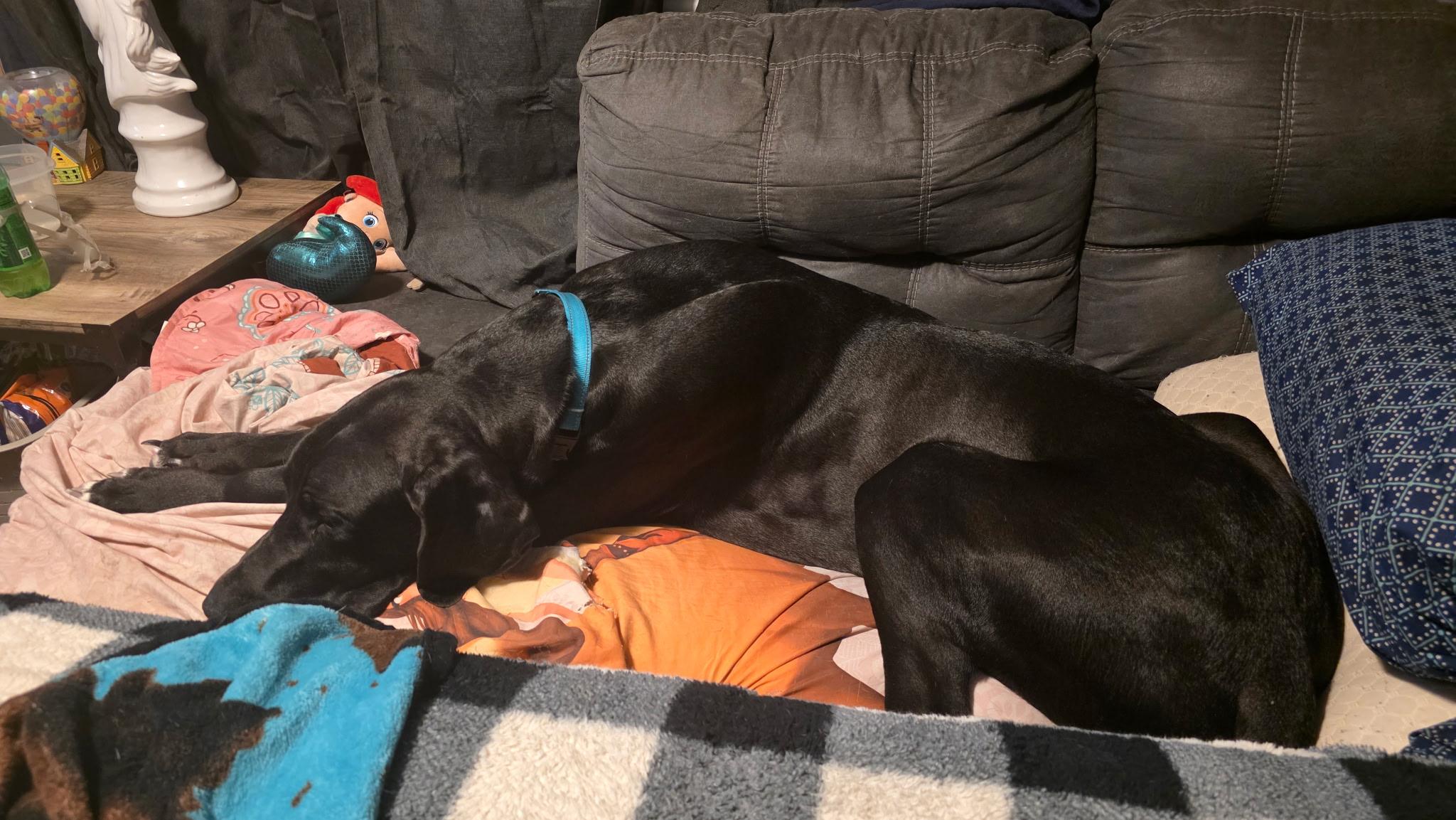 Enlarge Jake, a ADOPTABLE Great Dane in Ontario, NY image 3/3