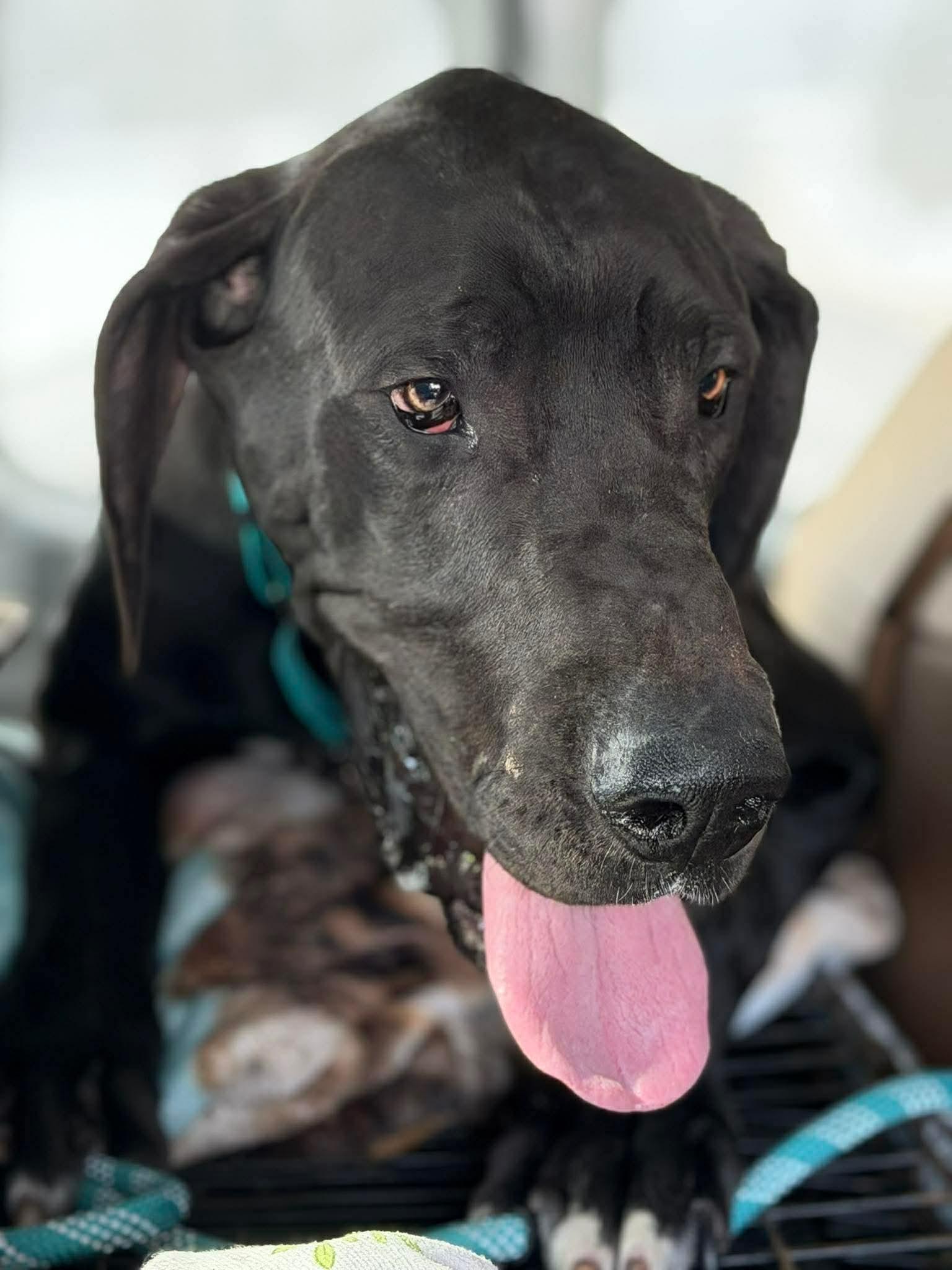 Jake, ADOPTABLE, Young Male Great Dane.