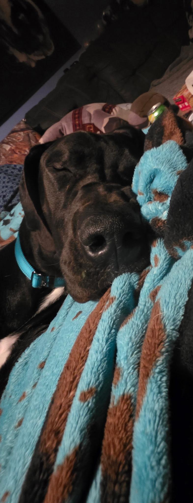 Enlarge Jake, a ADOPTABLE Great Dane in Ontario, NY image 2/3