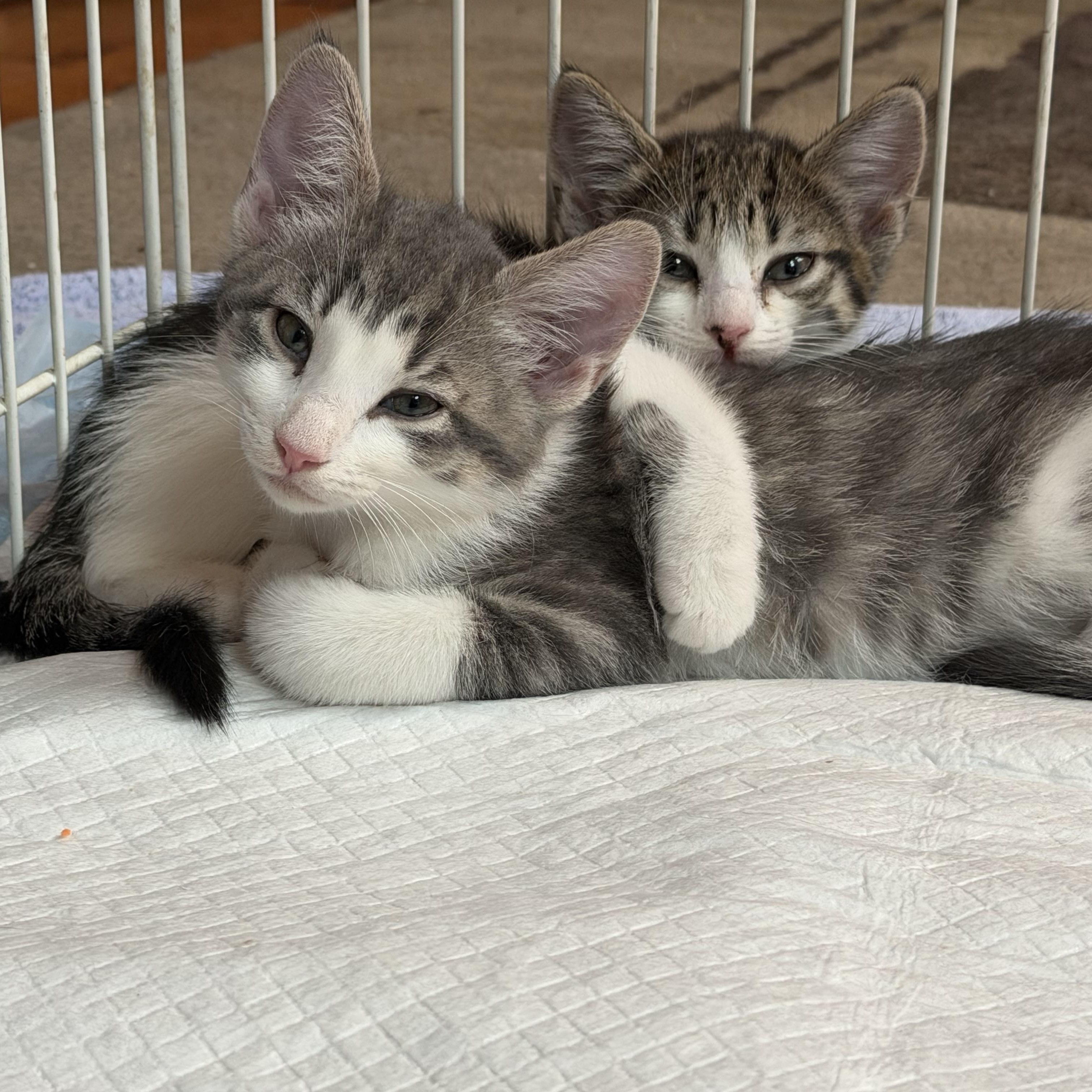 Enlarge Alexi & Marie, an adopted Domestic Short Hair in Aurora, IL image 3/6