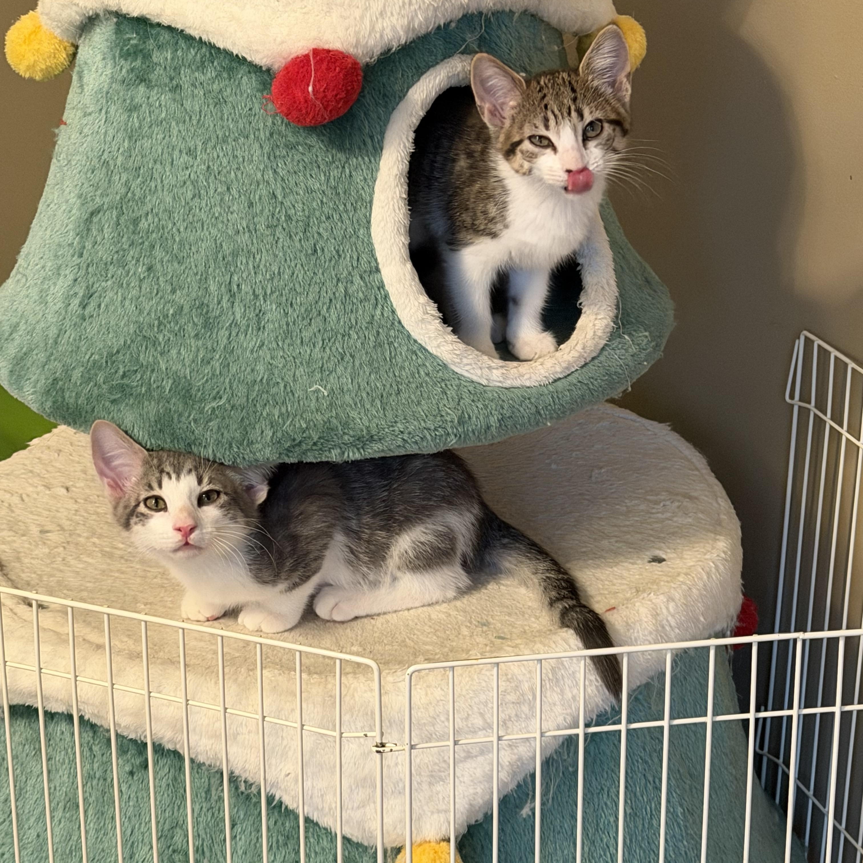 Enlarge Alexi & Marie, an adopted Domestic Short Hair in Aurora, IL image 4/6