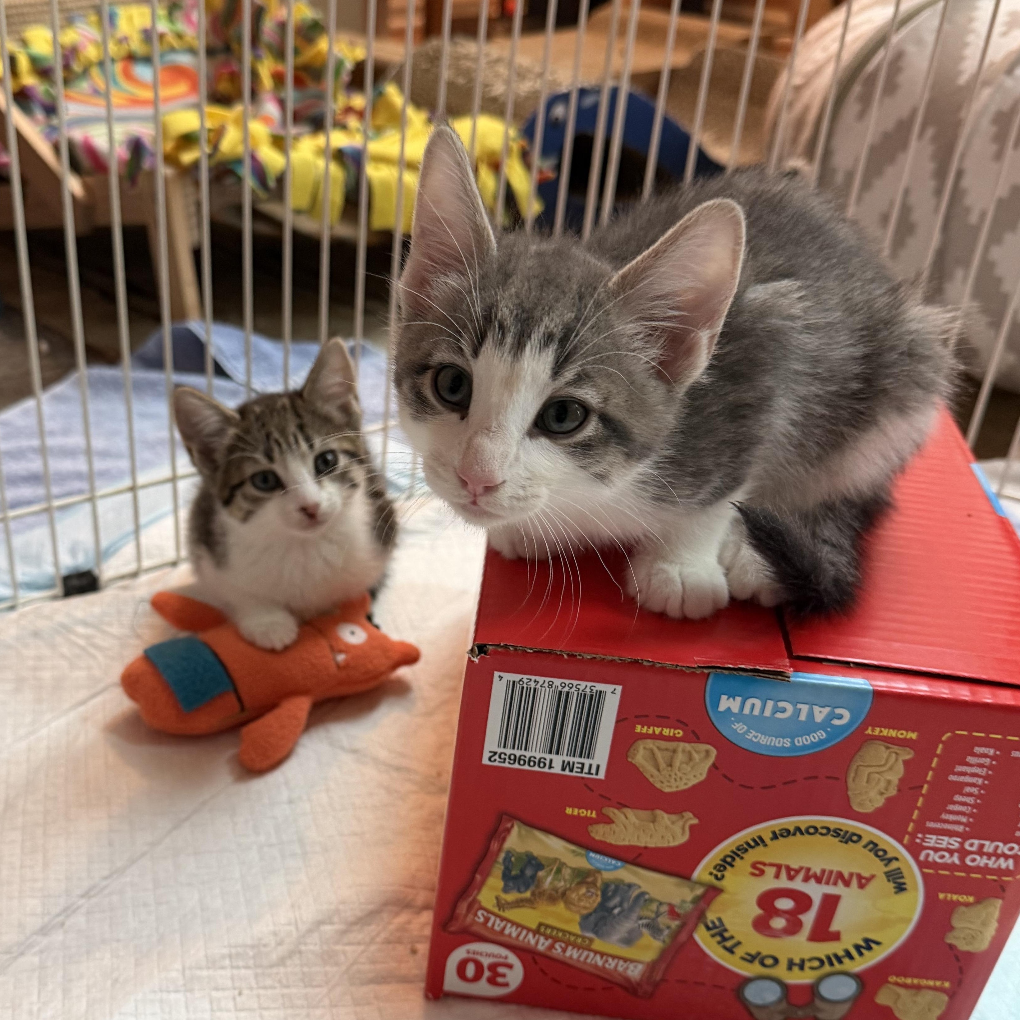 Enlarge Alexi & Marie, an adopted Domestic Short Hair in Aurora, IL image 2/6