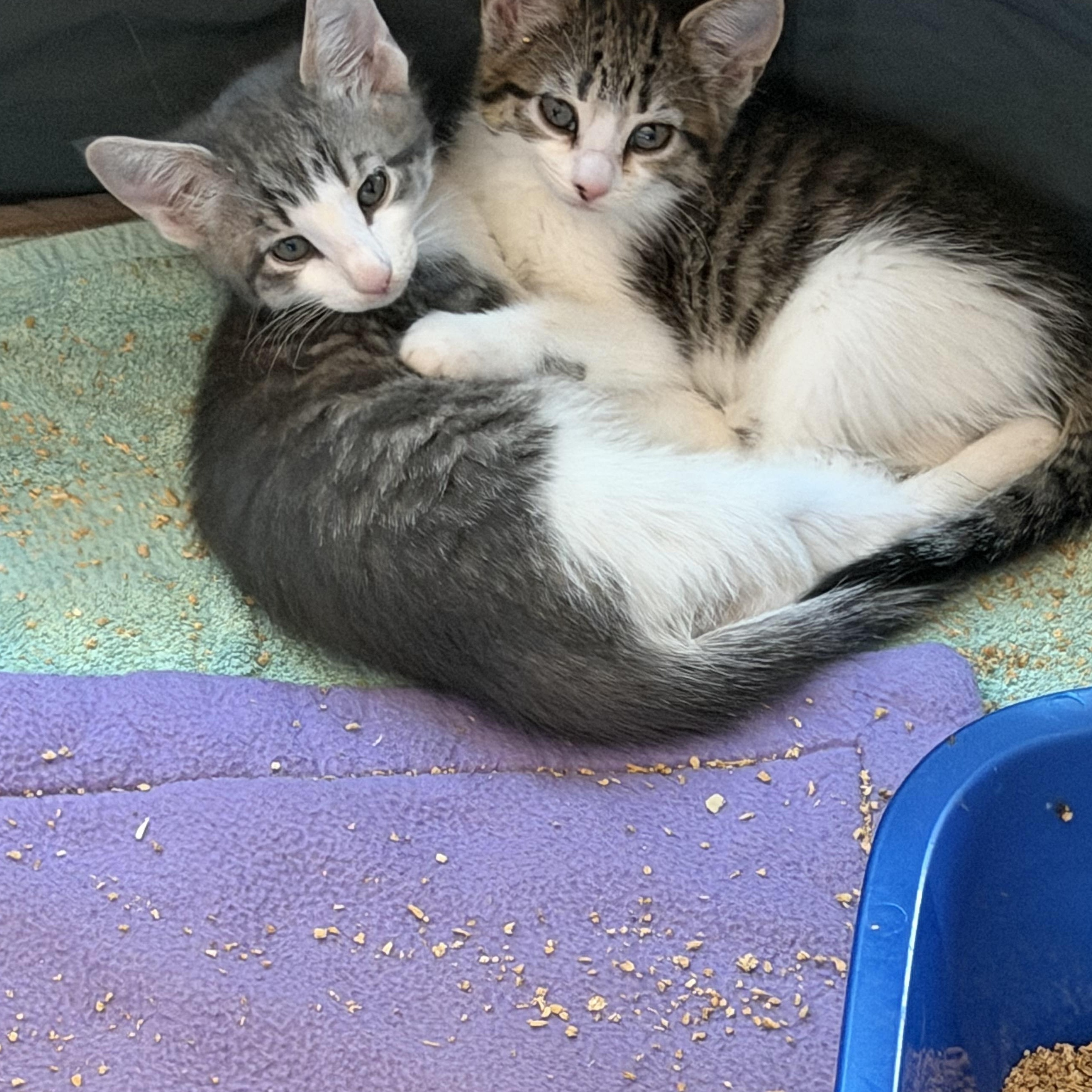 Enlarge Alexi & Marie, an adopted Domestic Short Hair in Aurora, IL image 5/6