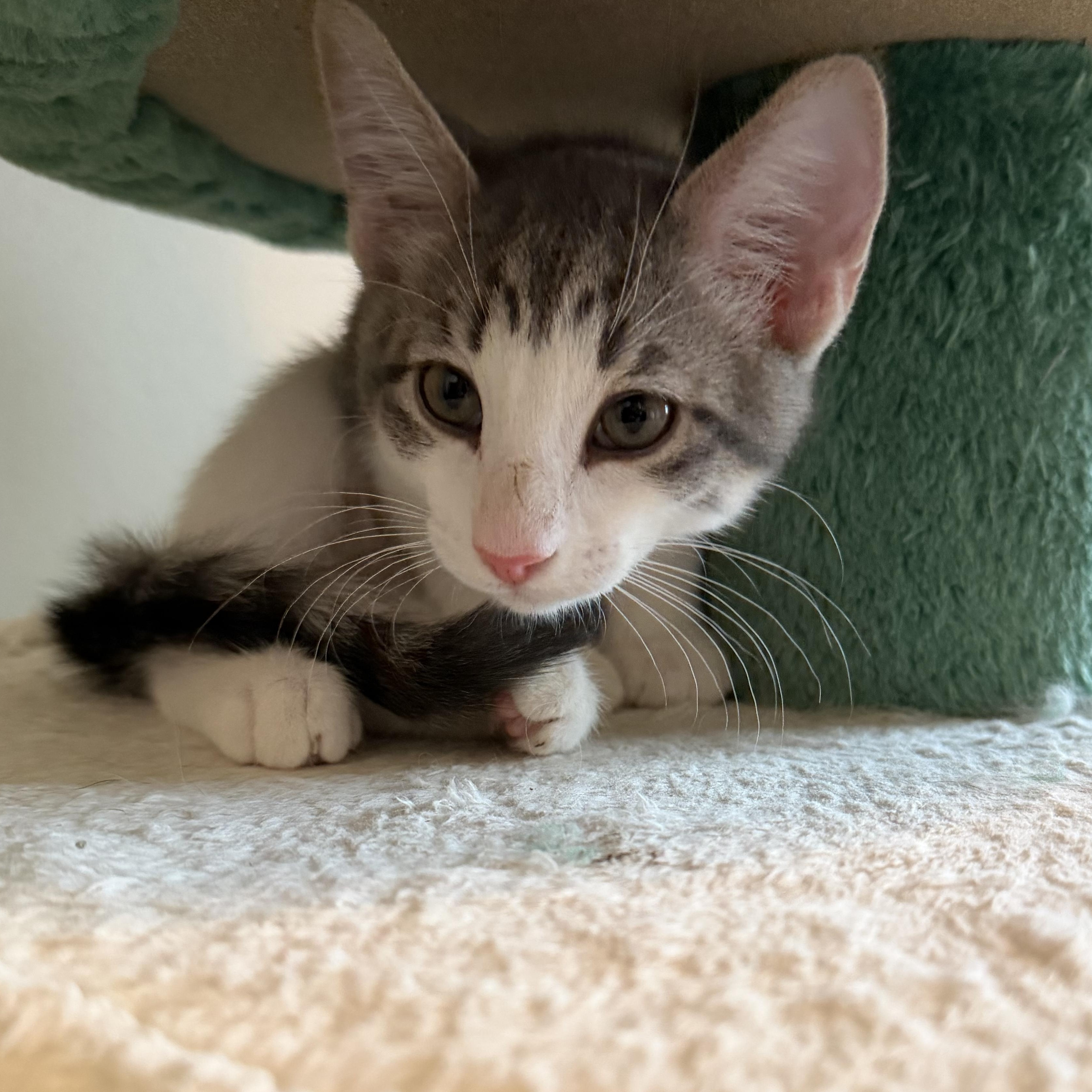 Enlarge Alexi & Marie, an adopted Domestic Short Hair in Aurora, IL image 6/6