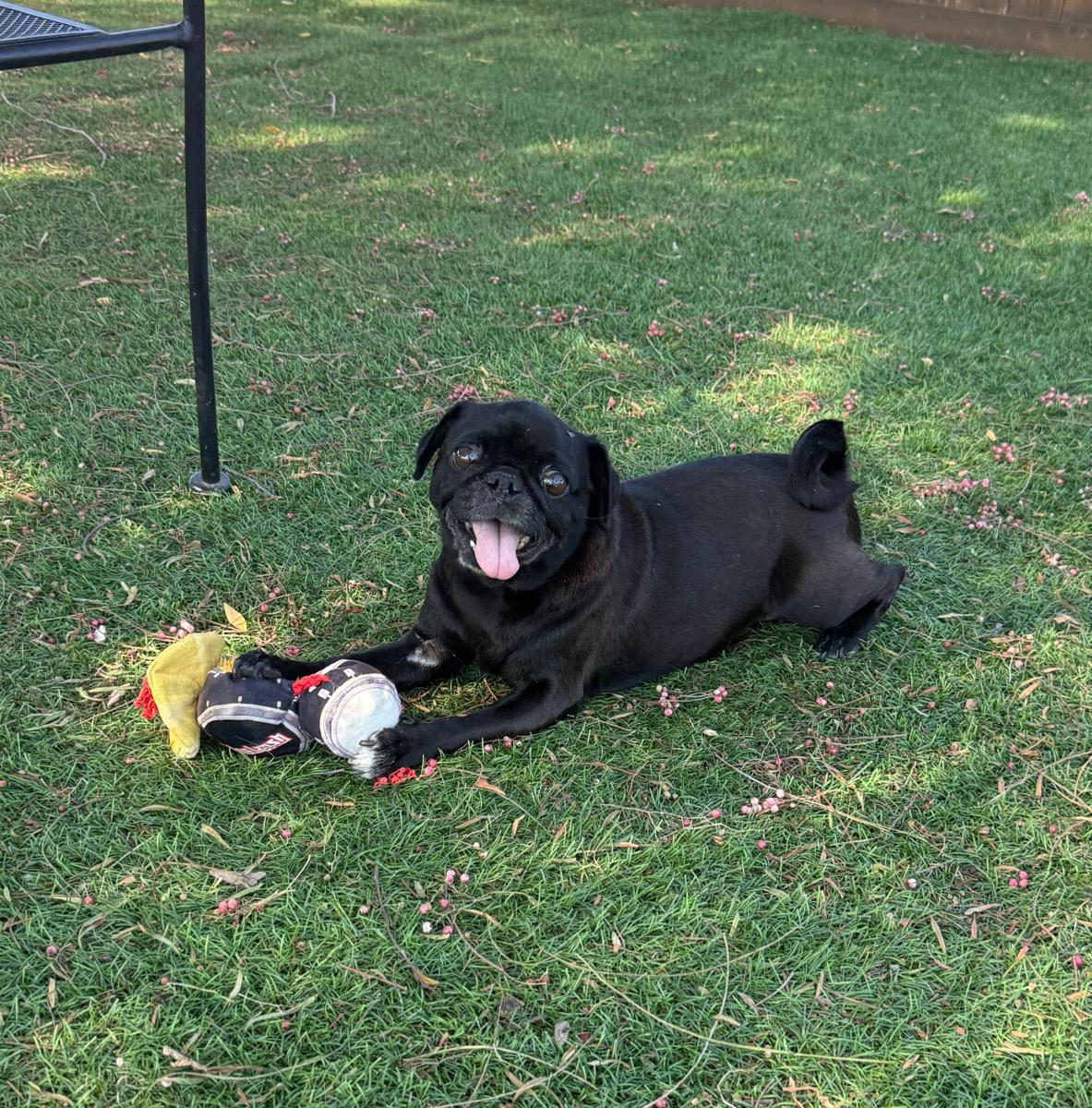 Enlarge Hailey, a Adoptable Pug in Temecula, CA image 3/3