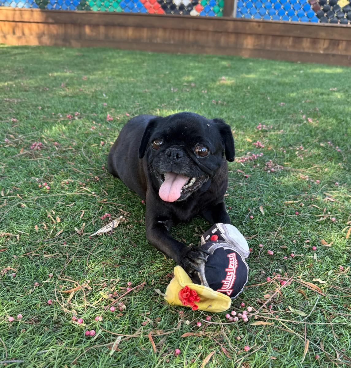Enlarge Hailey, a Adoptable Pug in Temecula, CA image 2/3
