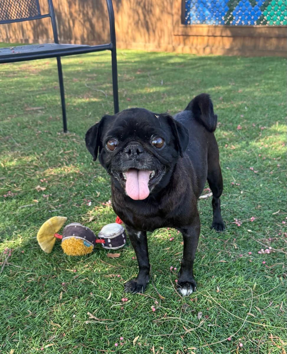 Hailey, Adoptable, Senior Female Pug.