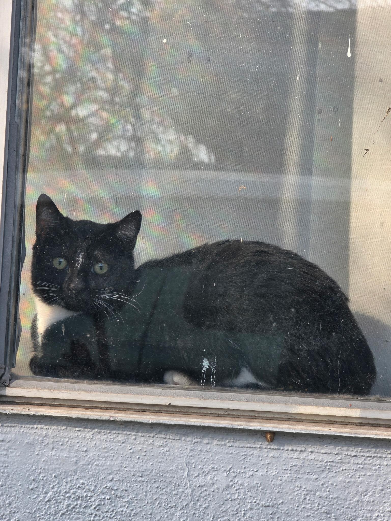 Jojo, ADOPTABLE, Young Female Domestic Short Hair.