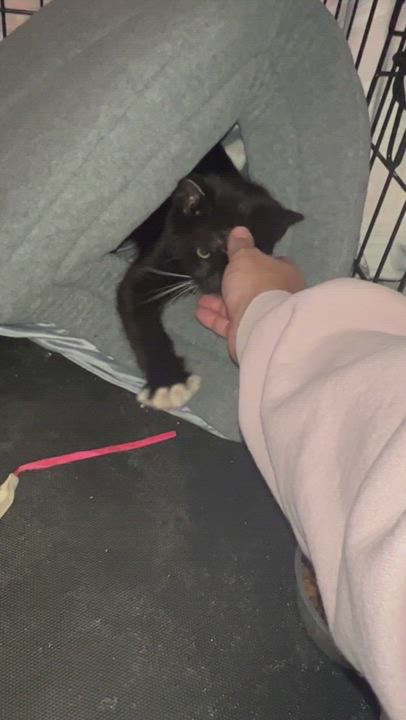 Enlarge Bolt, a Adopted Tuxedo in Los Angeles, CA video 2/3