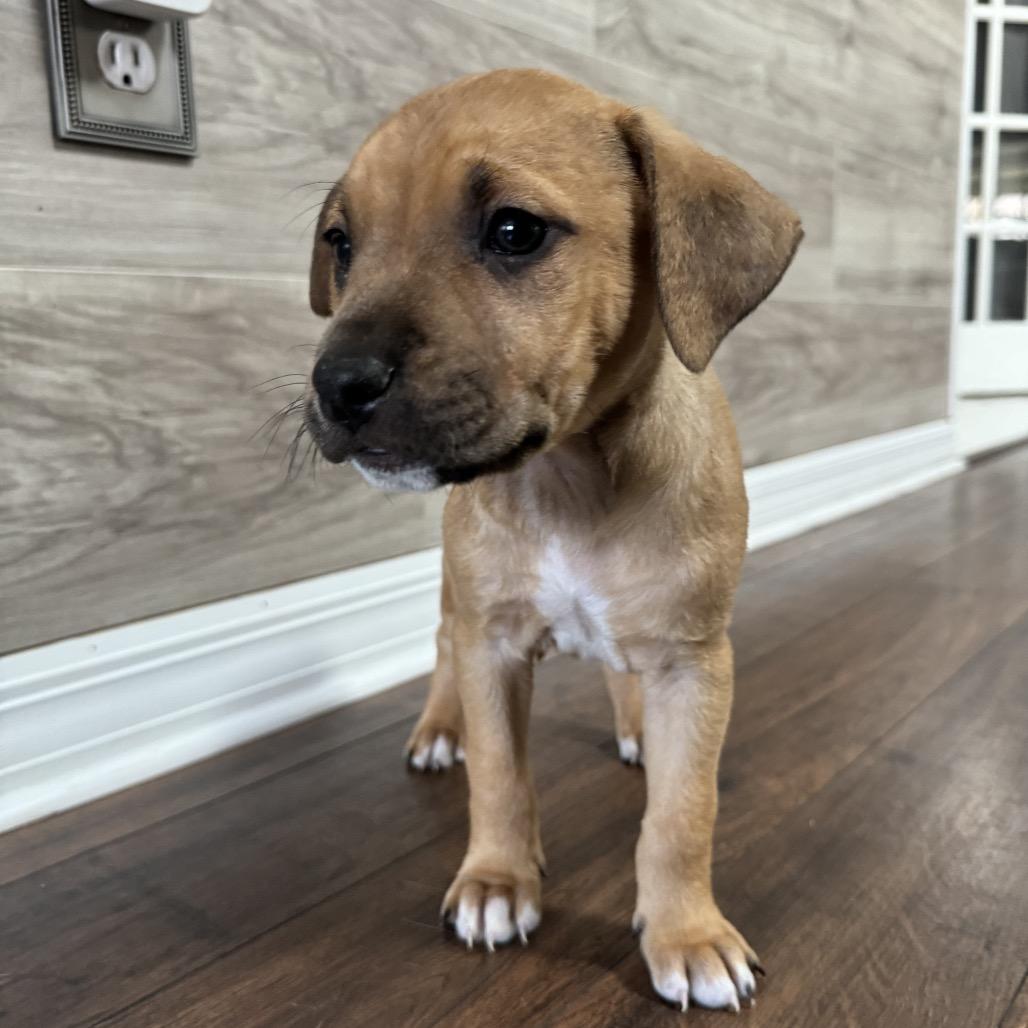 Ty, Adoptable, Puppy Male Mixed Breed.