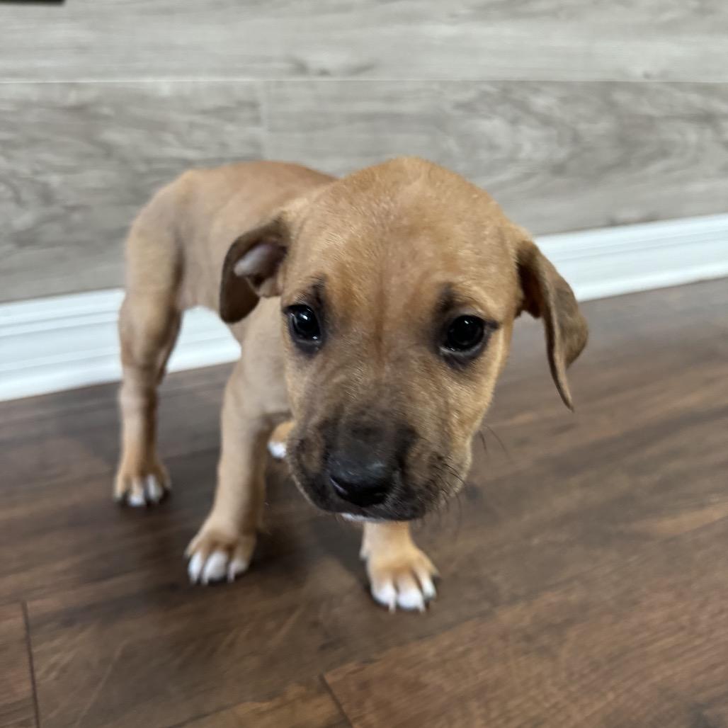 Ty, a Adoptable Mixed Breed in Hollister, FL image 2/3