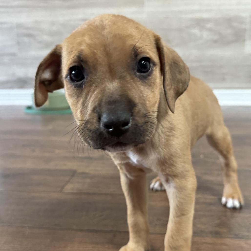 Ty, a Adoptable Mixed Breed in Hollister, FL image 3/3