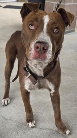 Jimmy, Adoptable, Adult Male Mixed Breed & Mixed Breed.