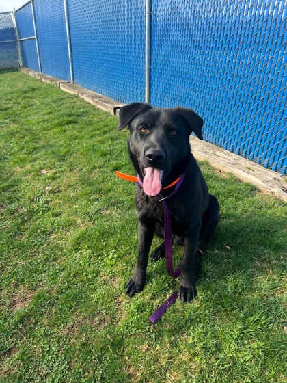 Reinger, Adopted, Young Male German Shepherd Dog.