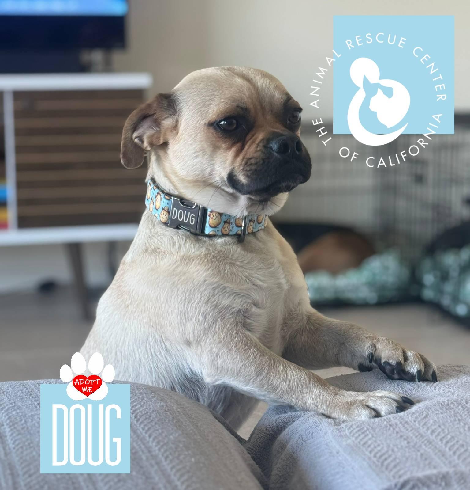Enlarge Doug, an adopted Puggle in Coachella, CA image 1/5